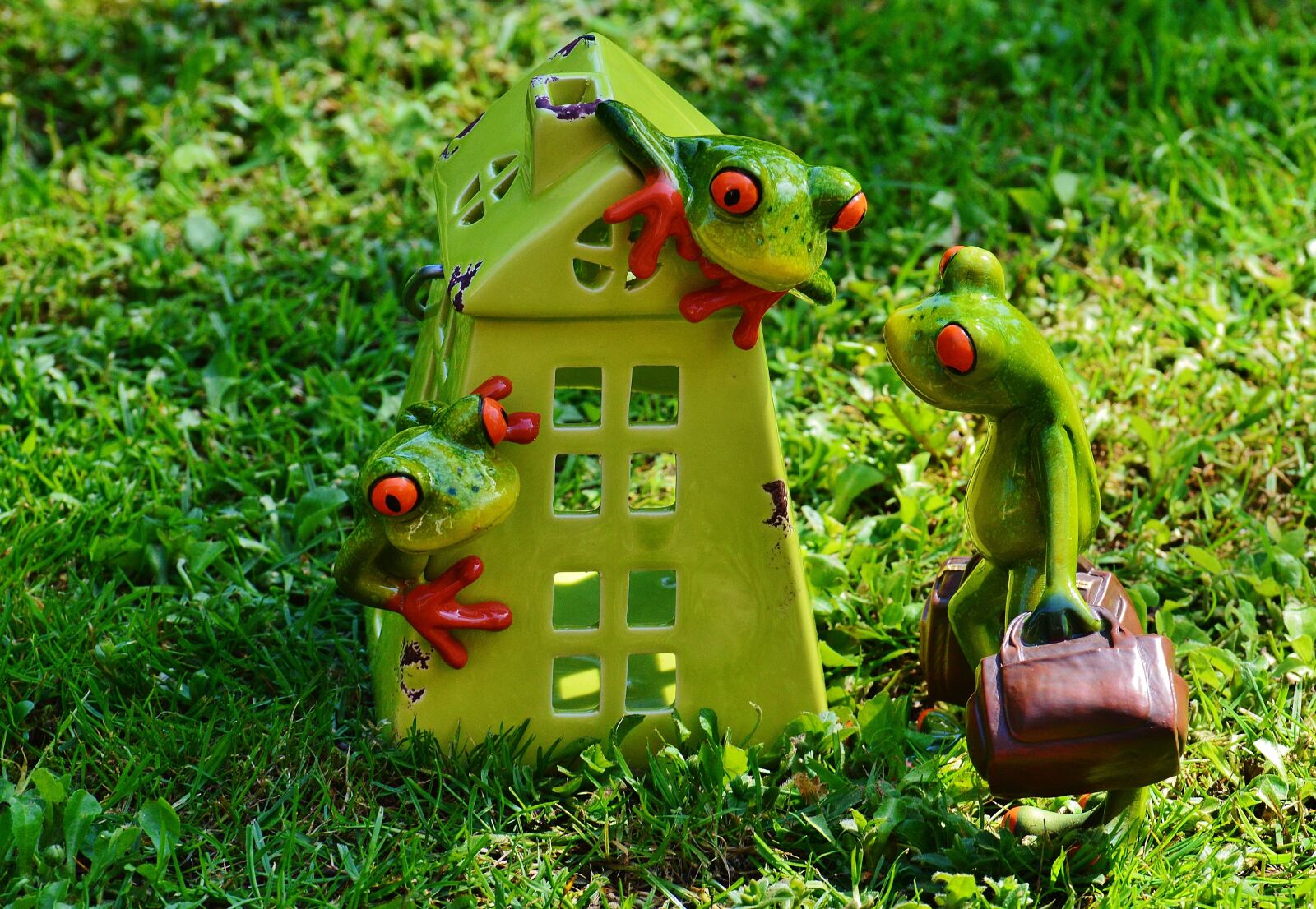Nikon D3200 sample photo. Frogs, at home, welcome photography