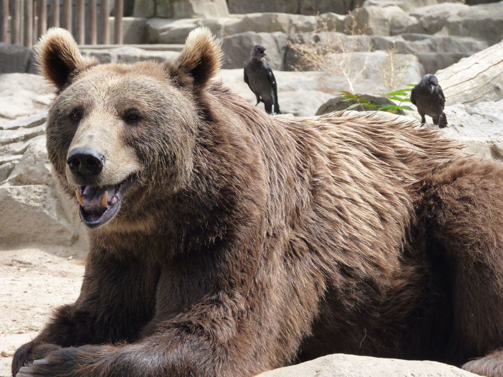 Panasonic Lumix DMC-FZ35 (Lumix DMC-FZ38) sample photo. Bear, crouching, zoo photography