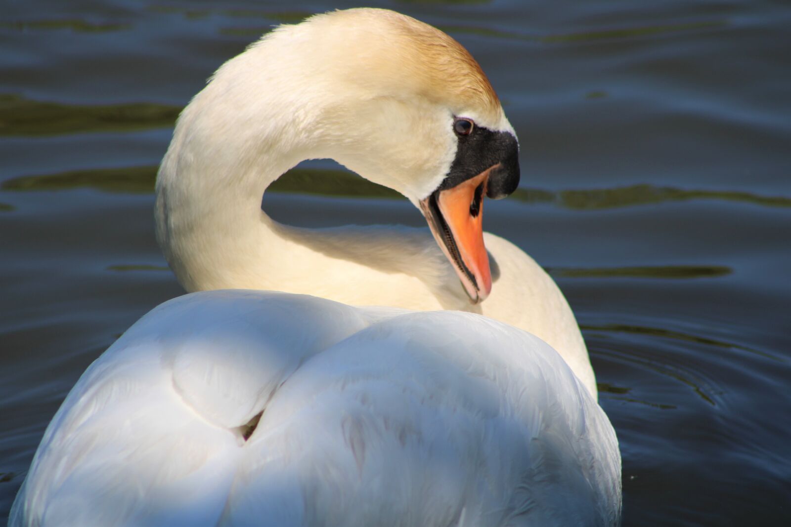 Canon EF75-300mm f/4-5.6 sample photo. Swan, bird, water photography