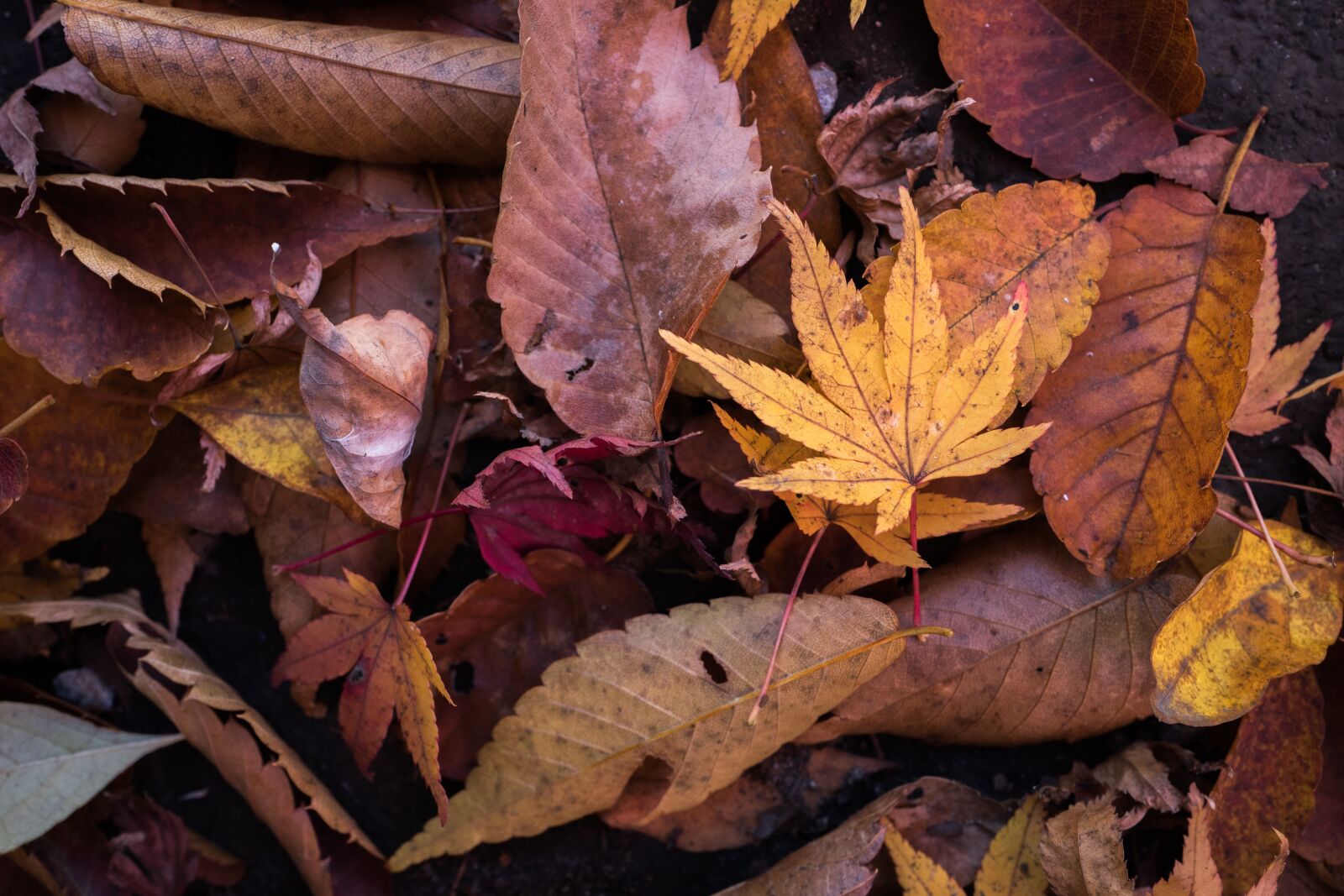 Leica Q (Typ 116) sample photo. Bright, change, color photography