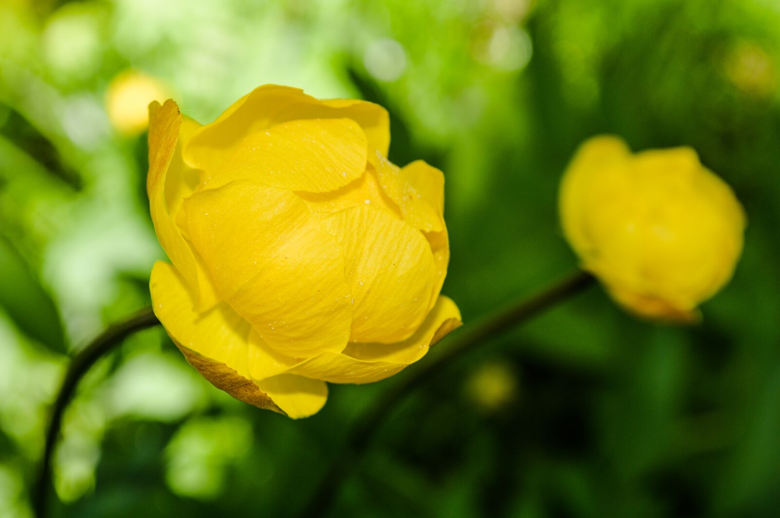 Nikon D3200 sample photo. Flowers, marsh flowers, northern photography