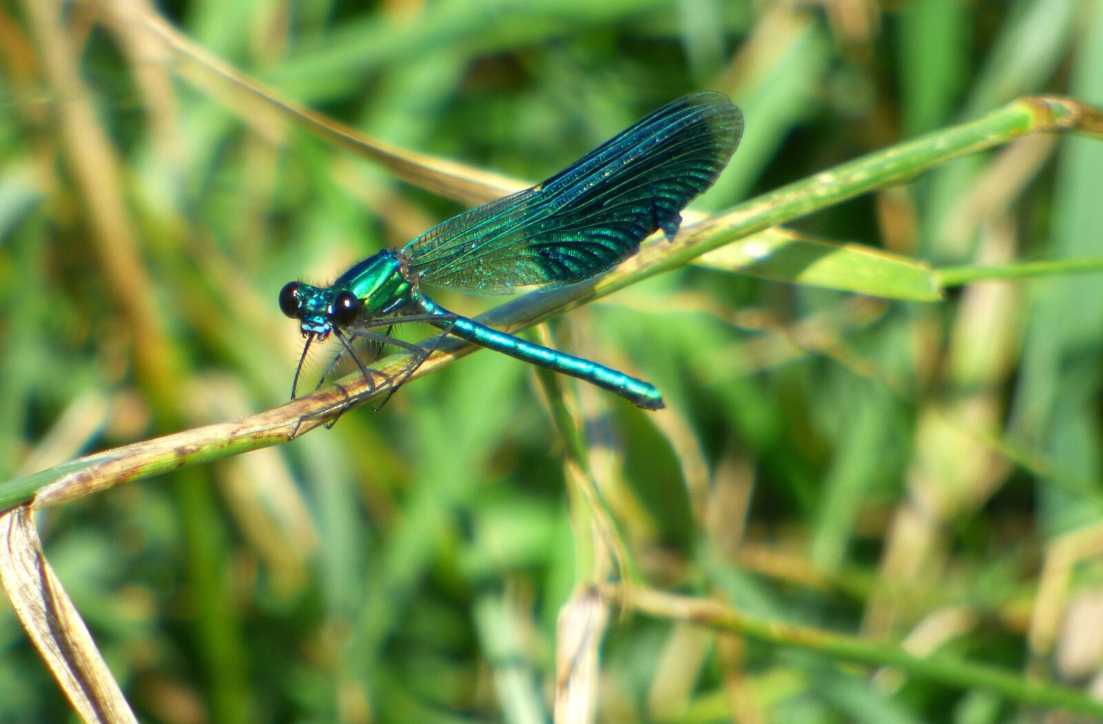 Panasonic DMC-FZ72 sample photo. Dragonfly, demoiselle, insects photography