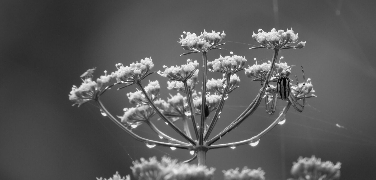 Nikon Coolpix B700 sample photo. Black and white, flower photography