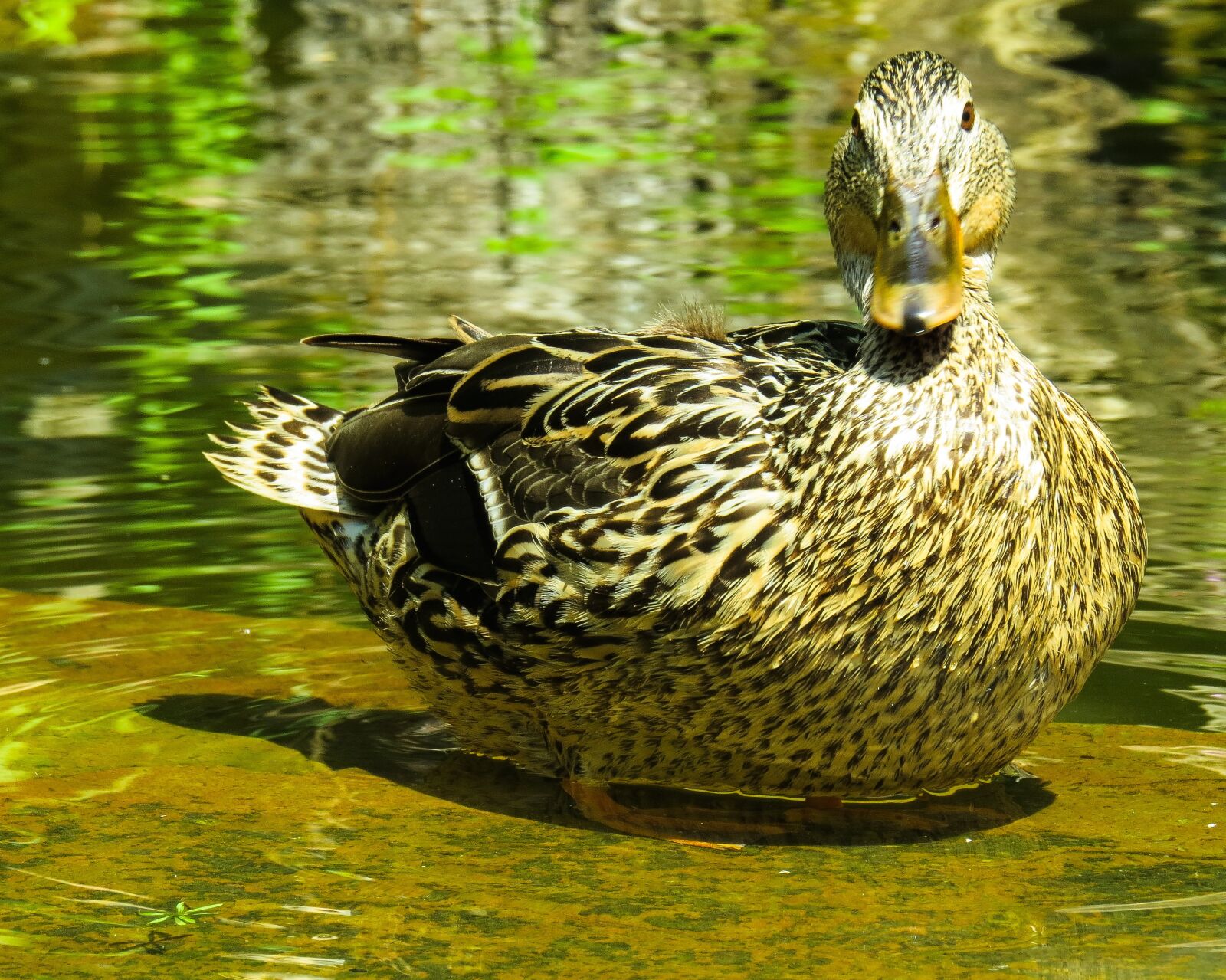 Canon PowerShot SX50 HS sample photo. Animal, duck, water bird photography
