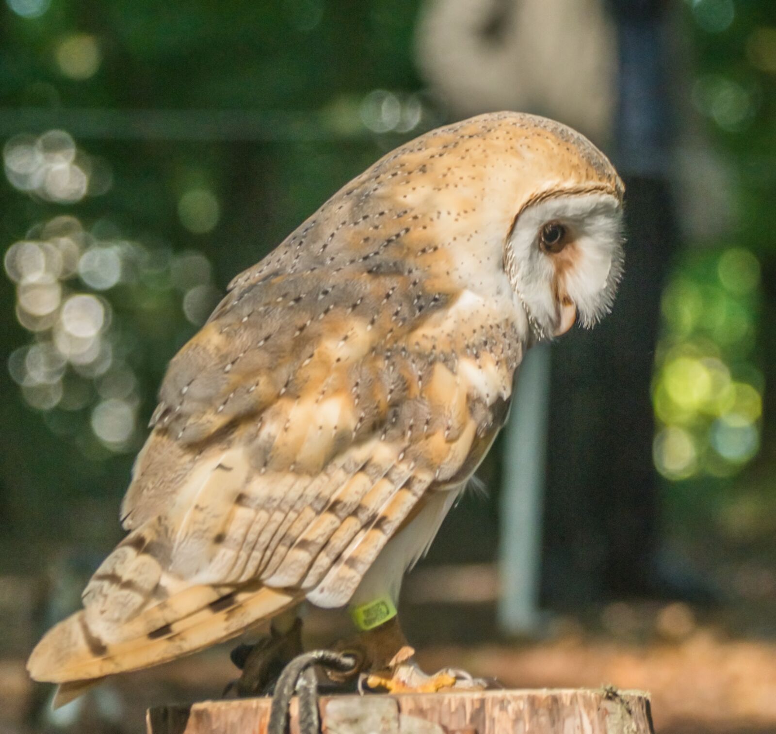 Nikon D7100 sample photo. Bird of prey, nature photography