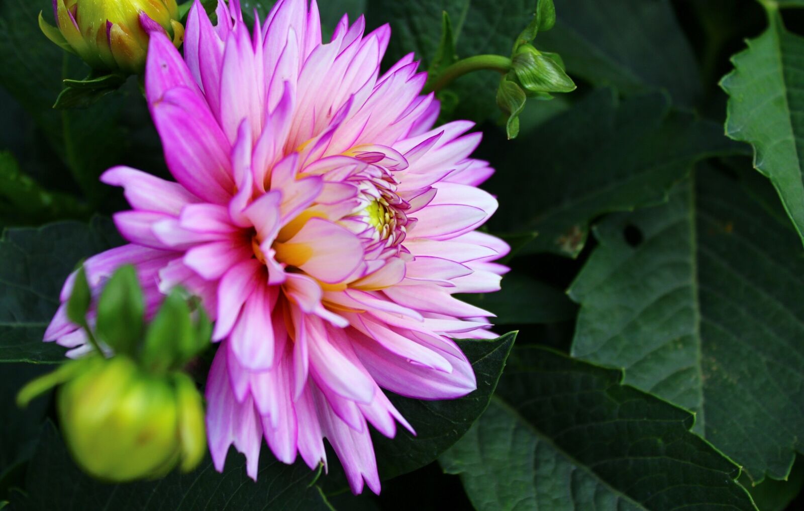 Canon EOS 600D (Rebel EOS T3i / EOS Kiss X5) sample photo. Flower, summer, nature photography