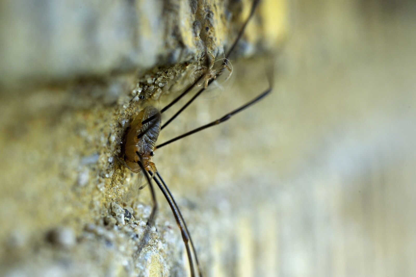 Nikon D3S sample photo. Spider, insect, expensive photography