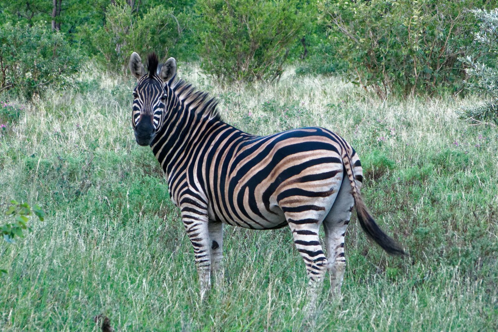 Panasonic Lumix DMC-FZ150 sample photo. South africa, zebra, kruger photography