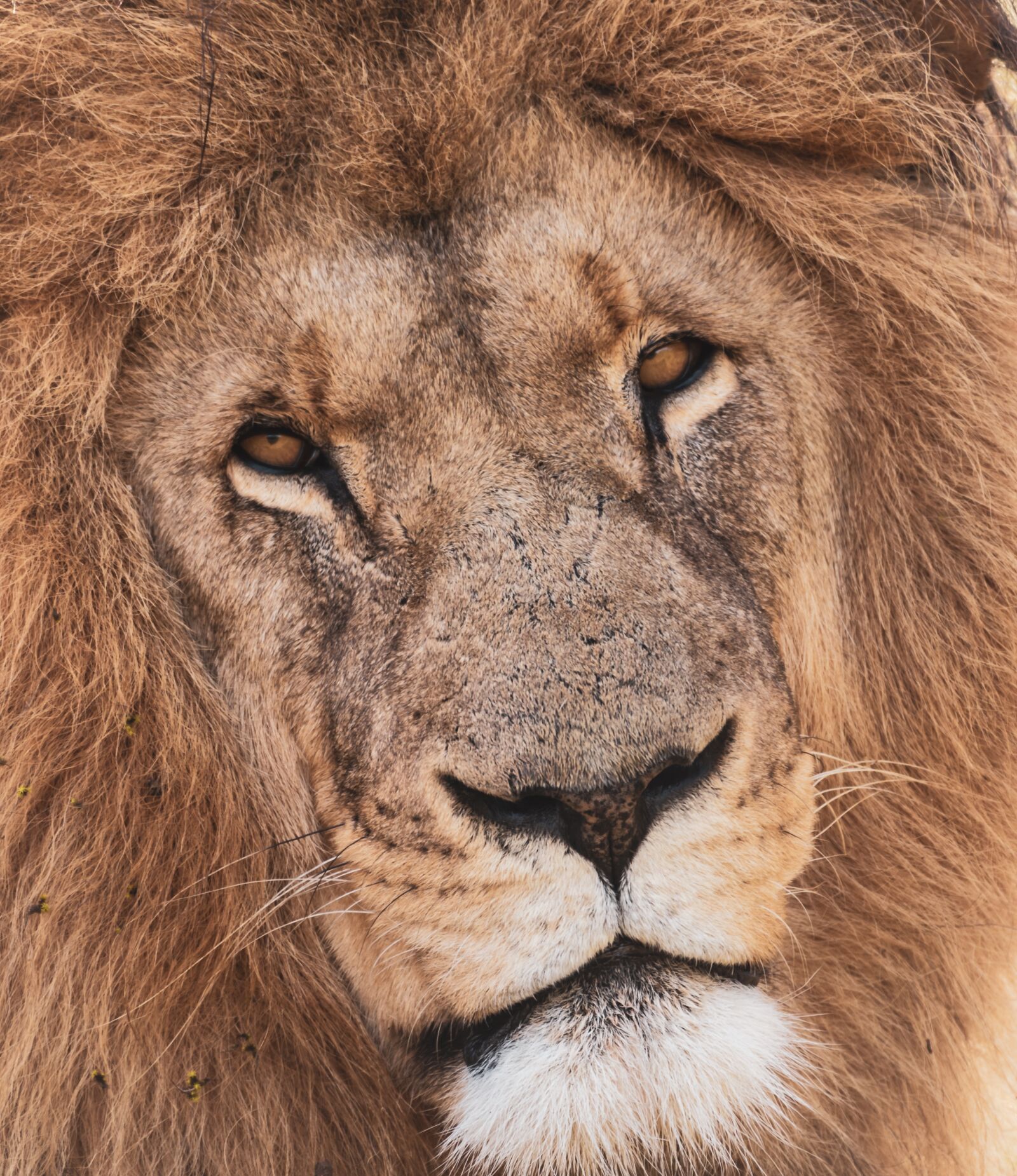 Nikon D750 sample photo. Lion, portrait, predator photography