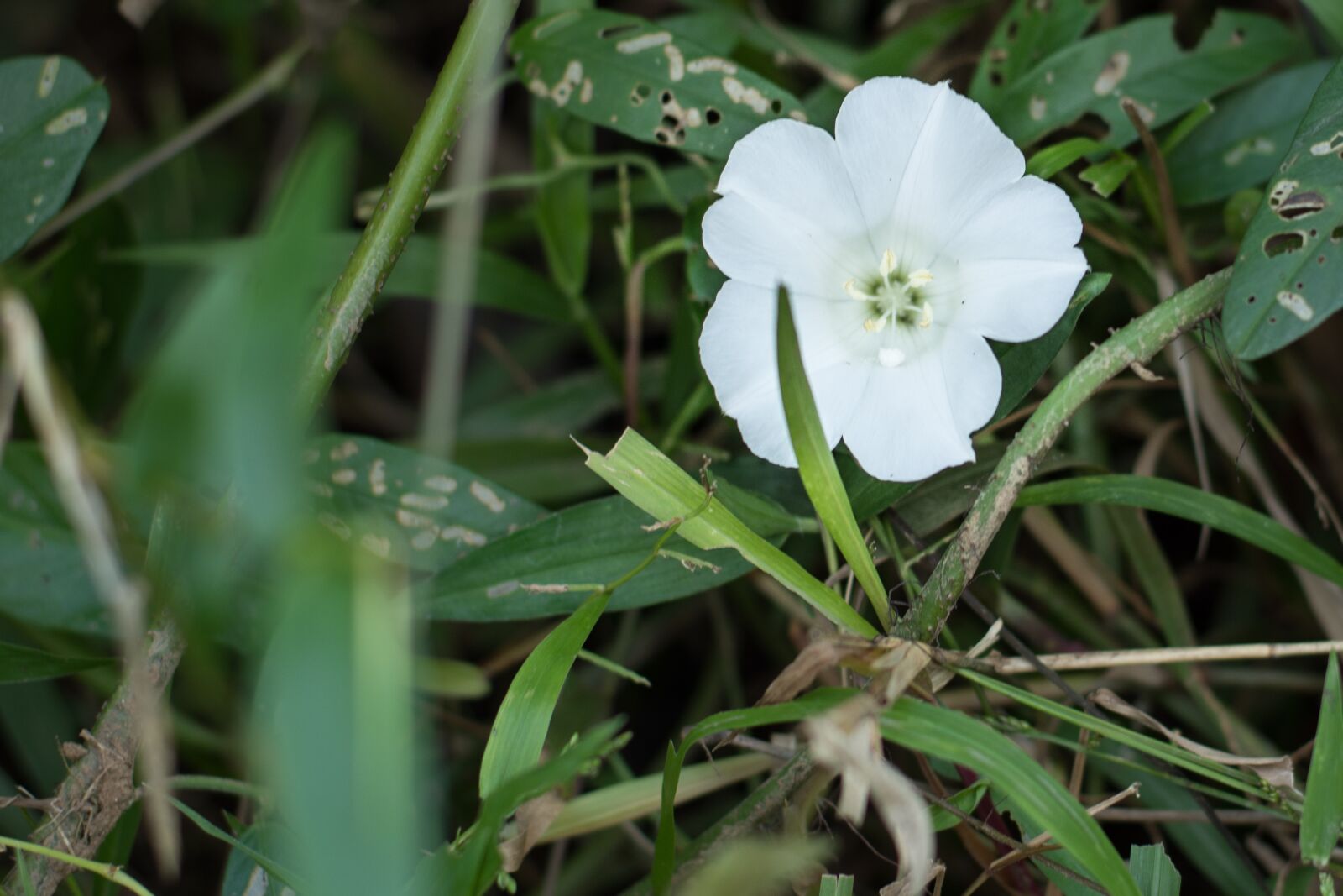 Nikon D7200 sample photo. White, flower, white flower photography