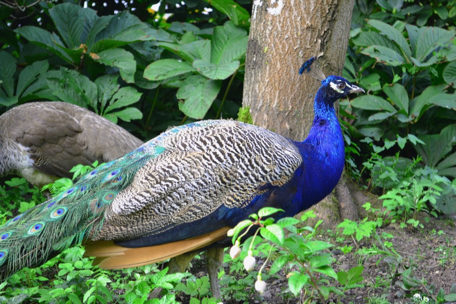 Nikon D3100 sample photo. Peacock, park, bird photography