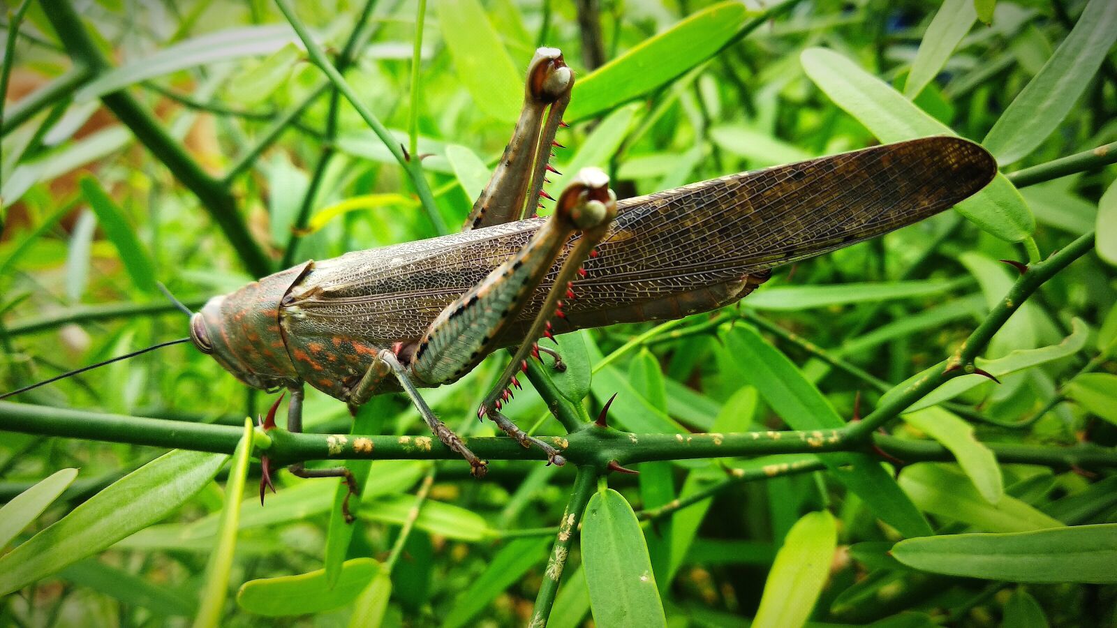 Xiaomi Redmi Note 5 sample photo. Grasshopper, nature, insect photography