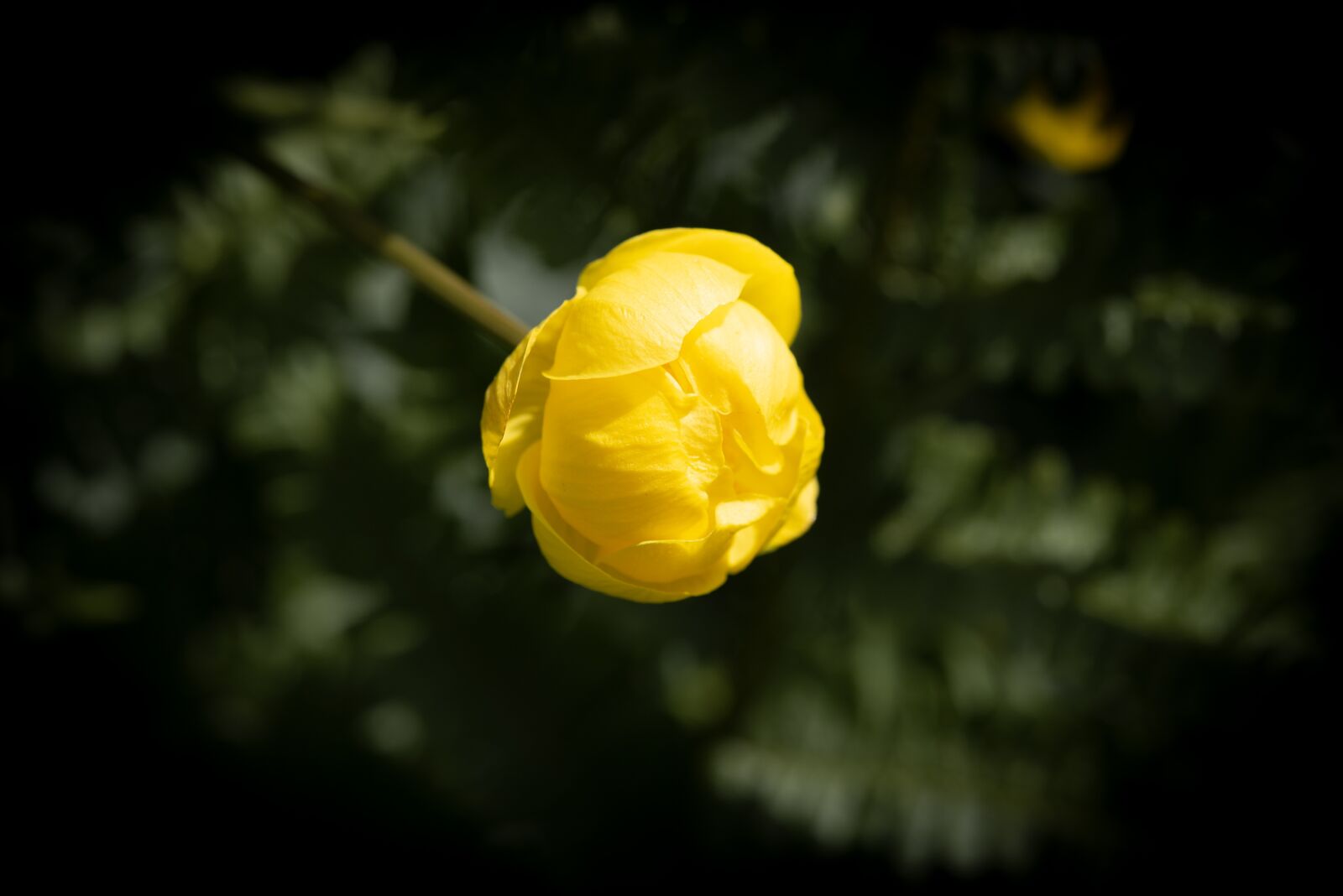 Nikon D750 sample photo. Flower, blossom, bloom photography