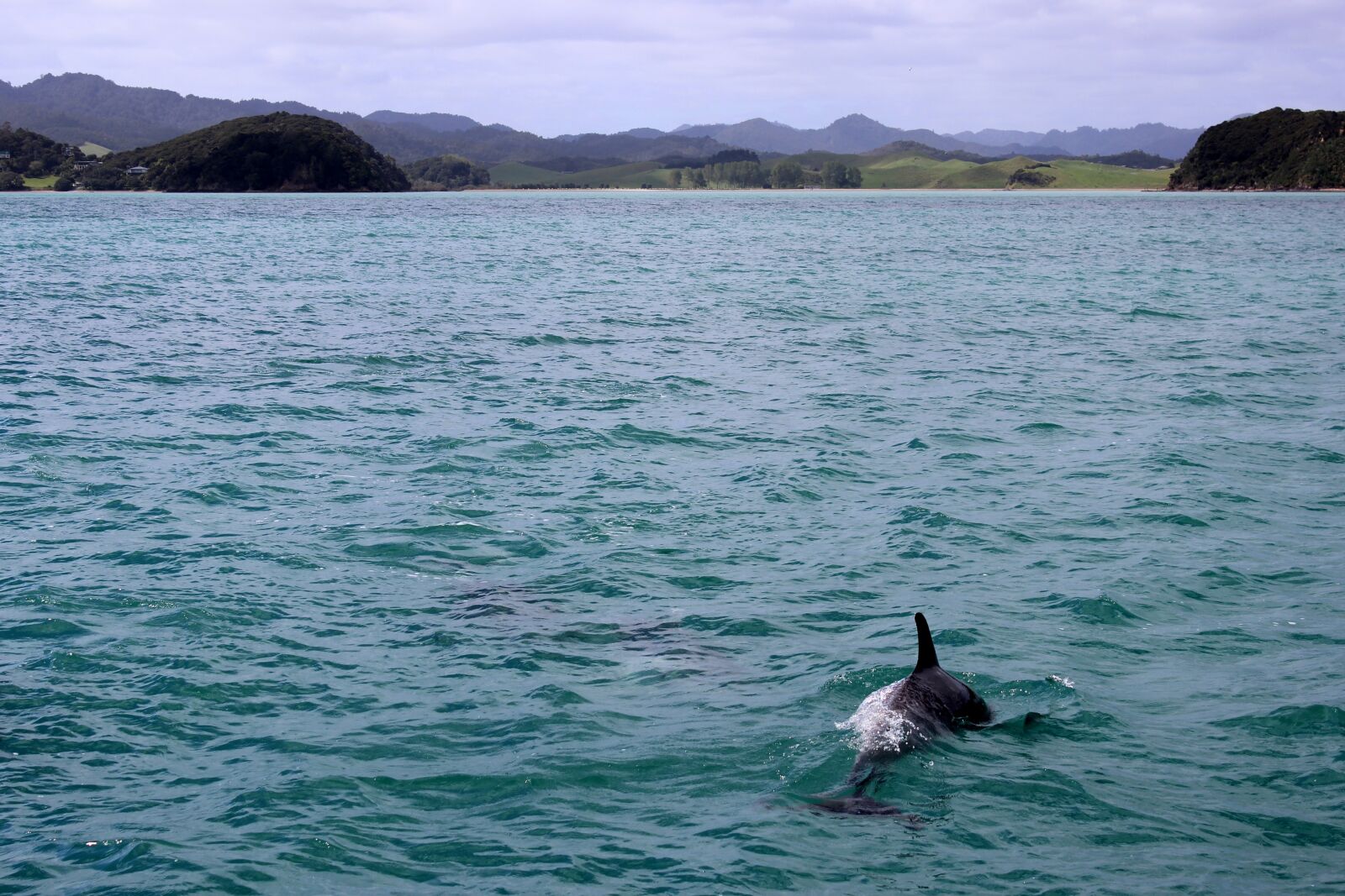 Canon EOS 600D (Rebel EOS T3i / EOS Kiss X5) sample photo. Sea, dolphin, marine mammals photography