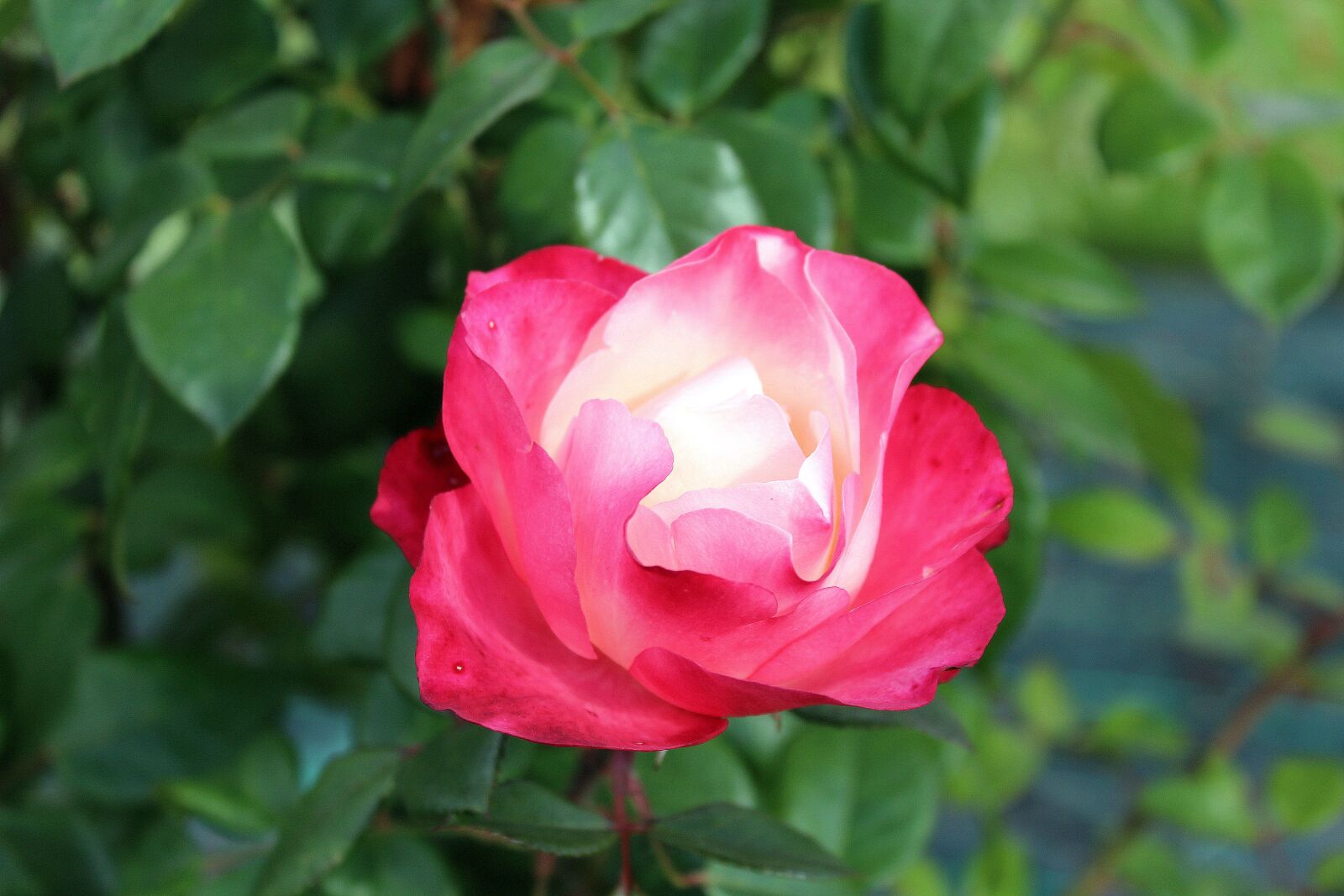 Canon EOS 1200D (EOS Rebel T5 / EOS Kiss X70 / EOS Hi) sample photo. Rose, pink petals, flower photography