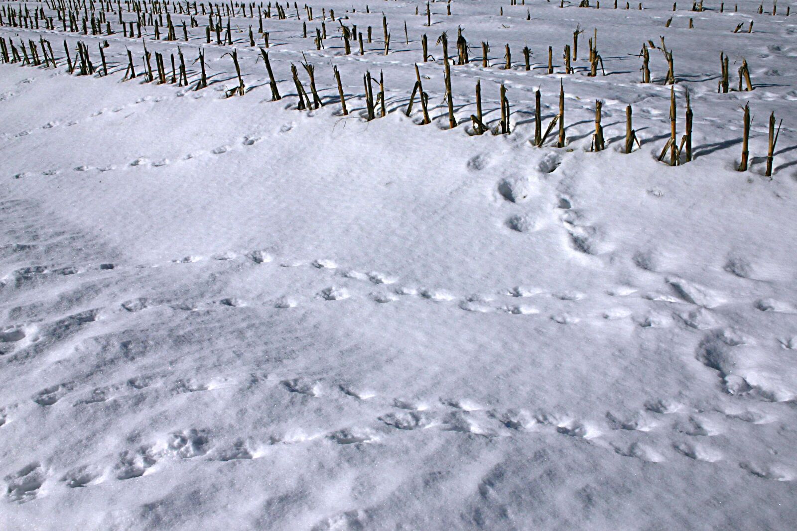 Canon EOS 300D (EOS Digital Rebel / EOS Kiss Digital) sample photo. Snow, austria, winter photography