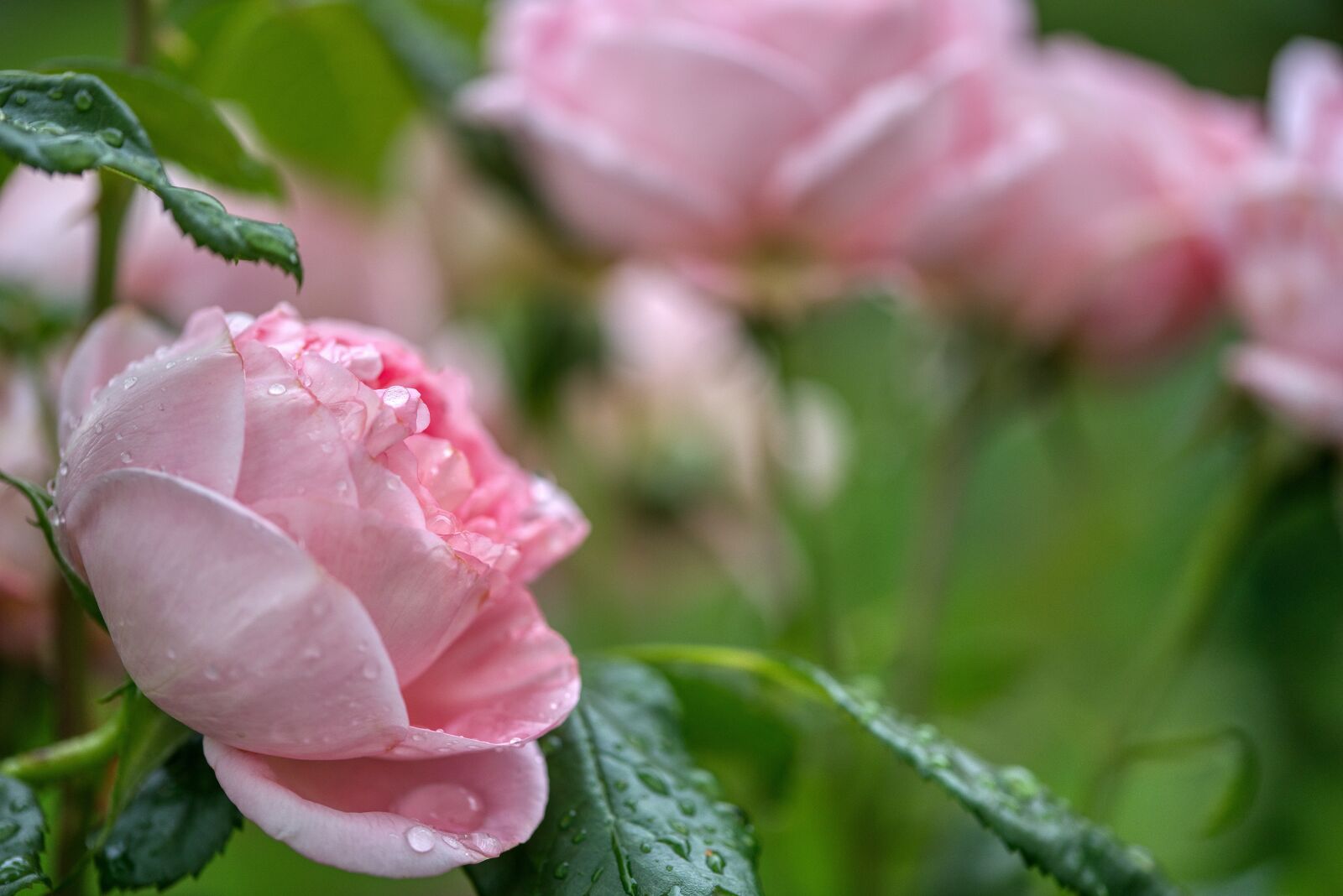 Nikon D750 sample photo. Roses, bloom, rose bush photography