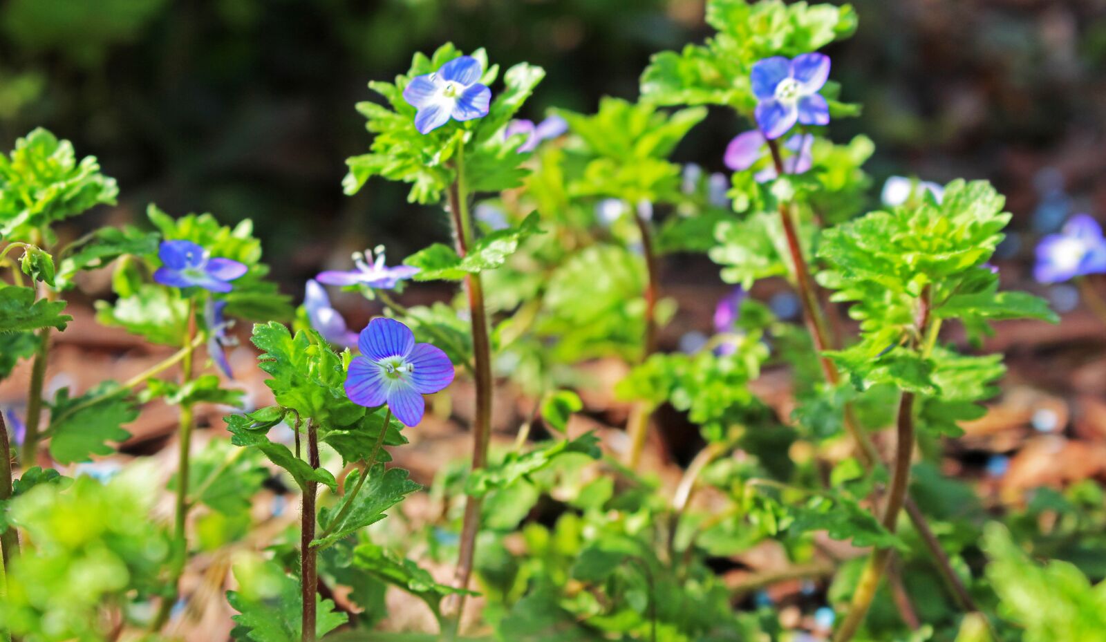 Canon EOS 700D (EOS Rebel T5i / EOS Kiss X7i) sample photo. Wild herb, weed, pointed photography