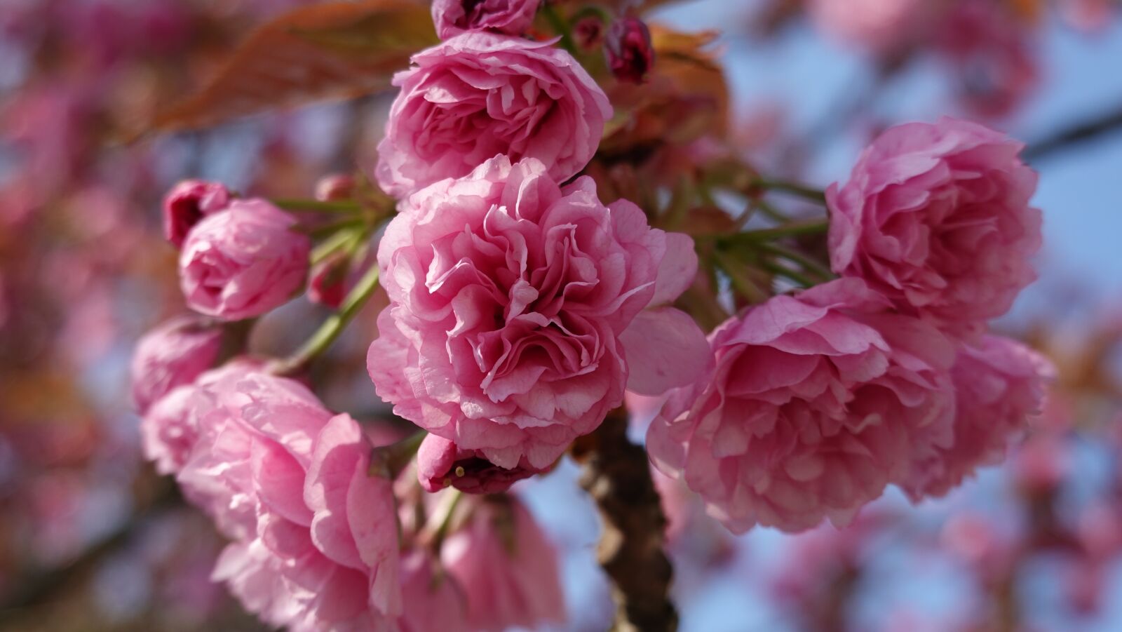 Sony Cyber-shot DSC-RX100 VI sample photo. Cherry blossom, cherry tree photography