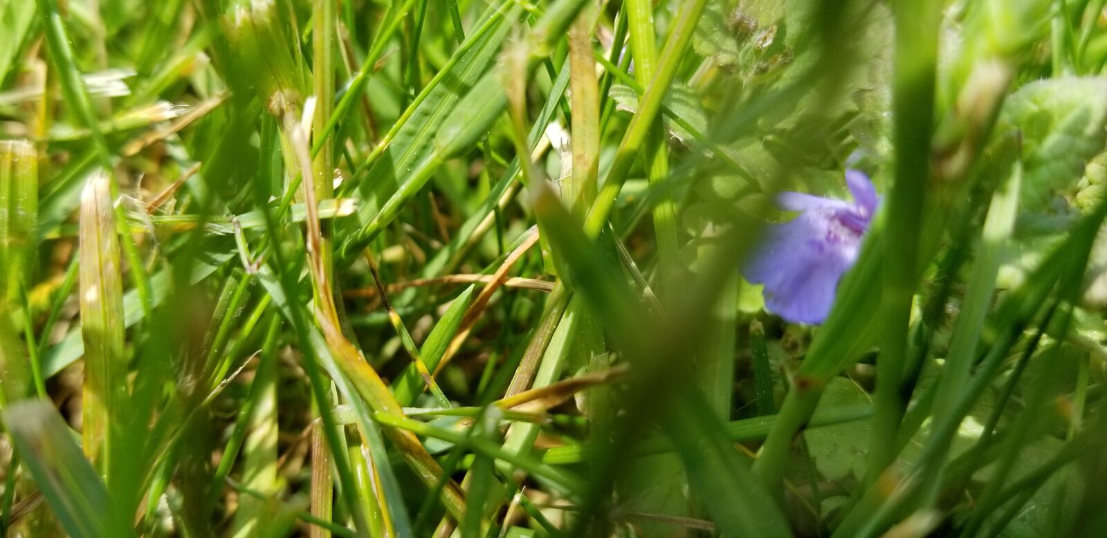 Samsung Galaxy S8 sample photo