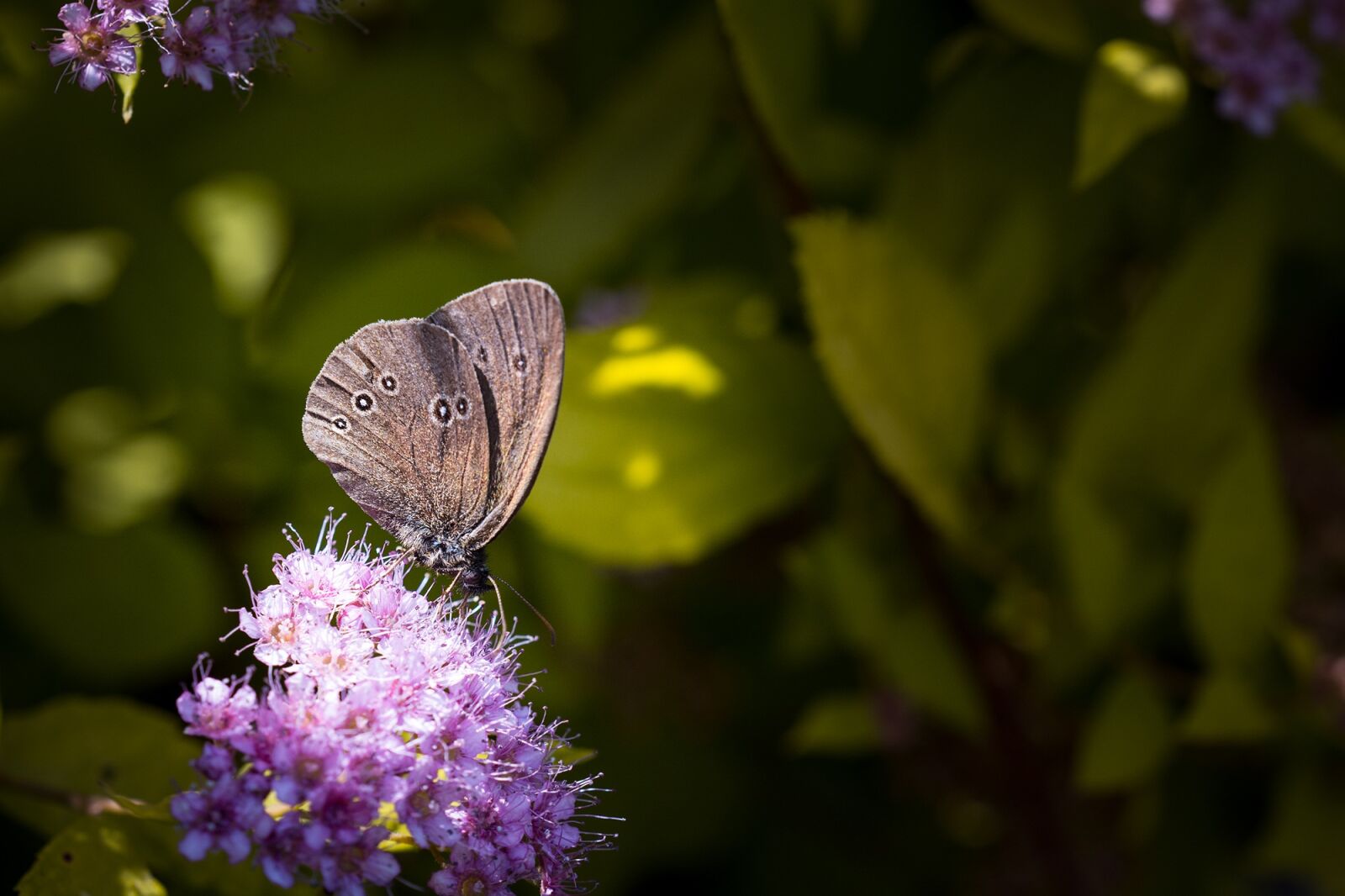 Nikon D7100 sample photo. Nature, butterfly, chimney sweep photography