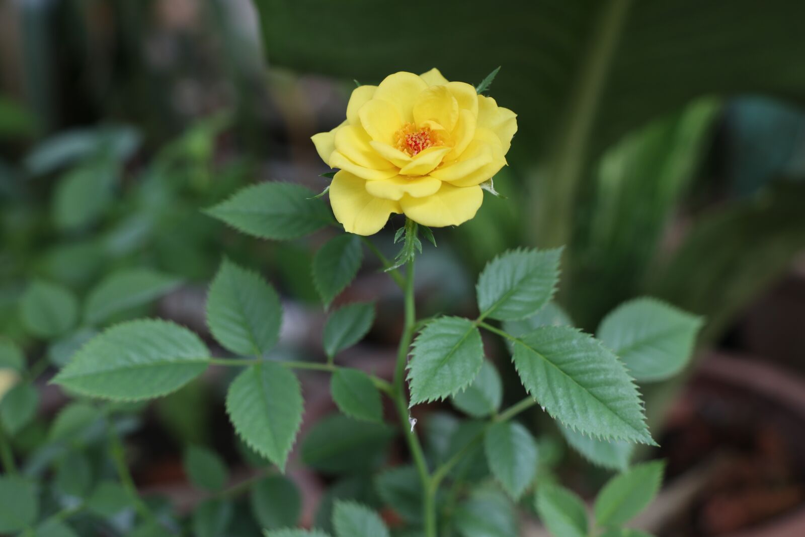 Canon EOS M6 sample photo. Yellow rose, three, tree photography