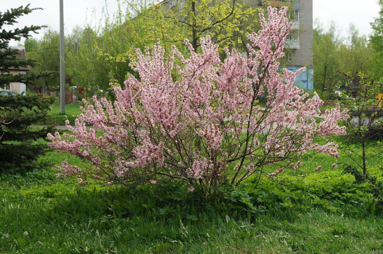 Sony SLT-A57 sample photo. Spring, color, ural photography