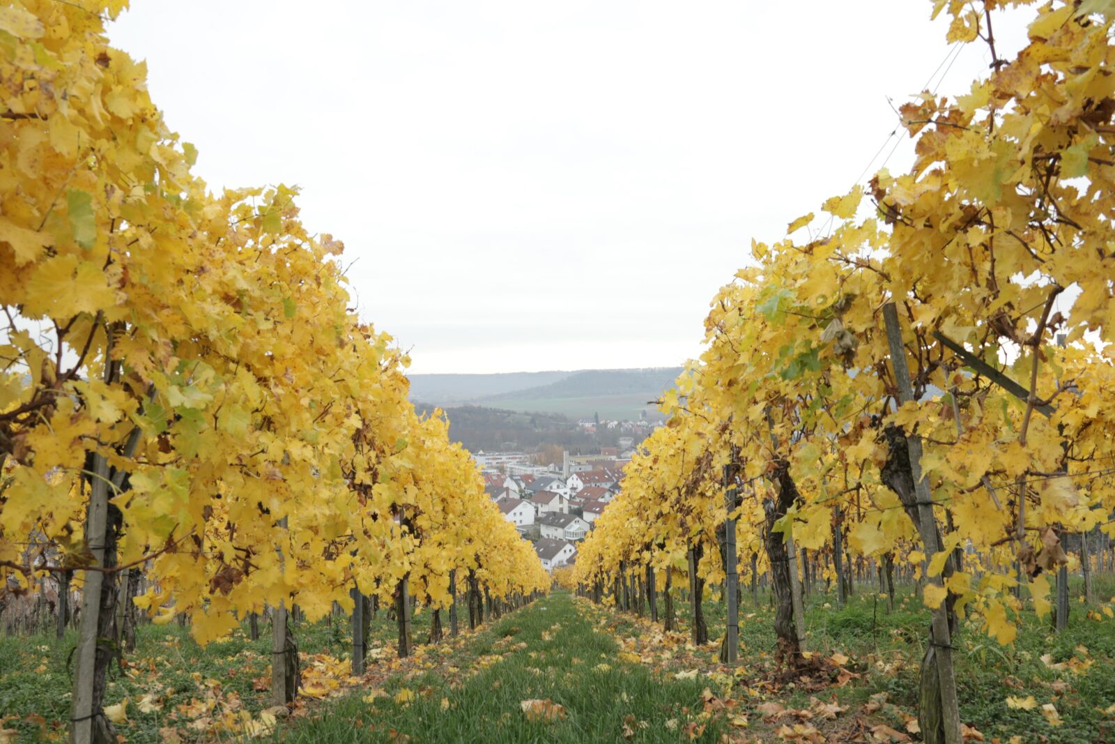 Canon EOS-1D C sample photo. Wine, vineyard, grapes photography