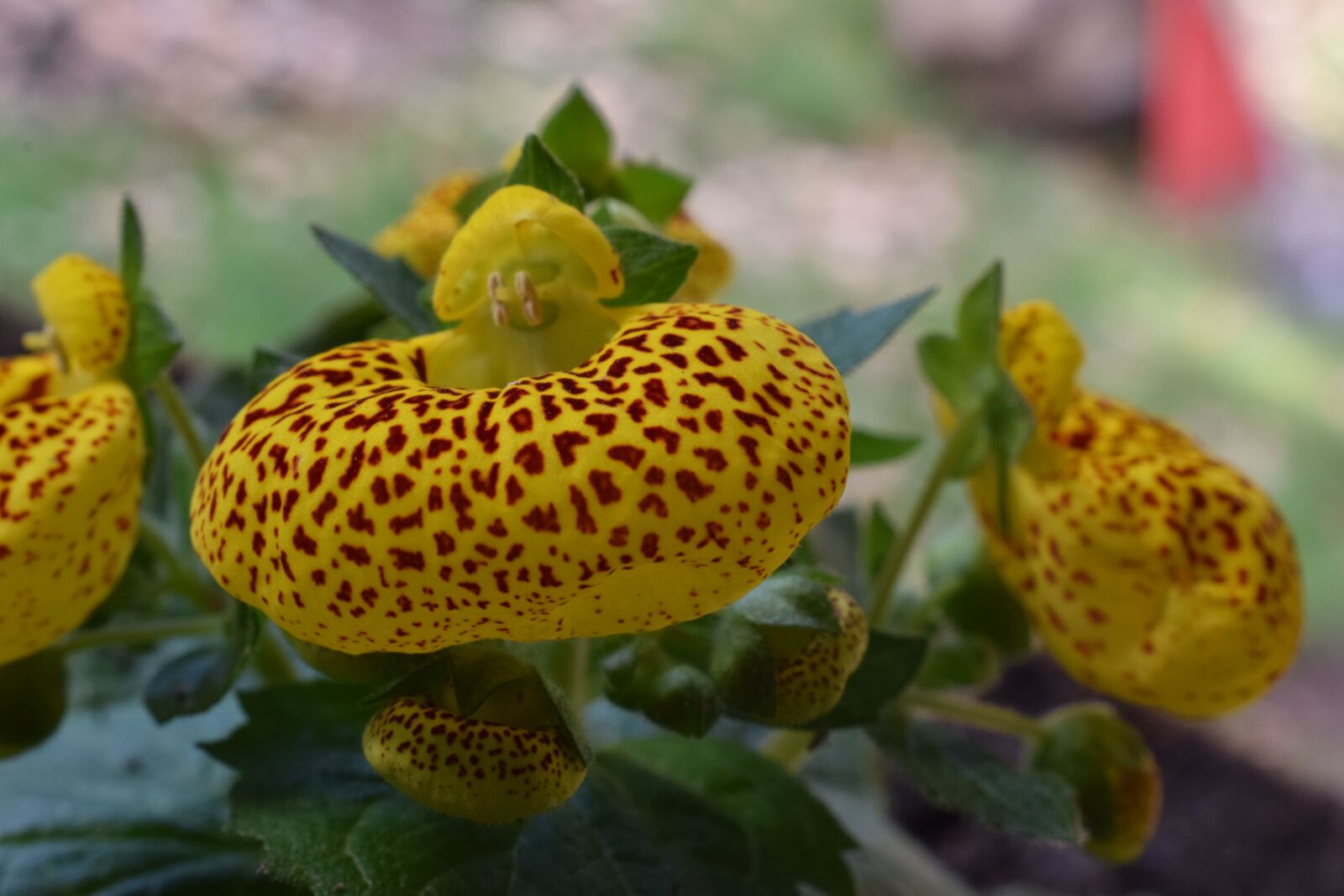 Nikon D5300 sample photo. Flower, orchid, nature photography