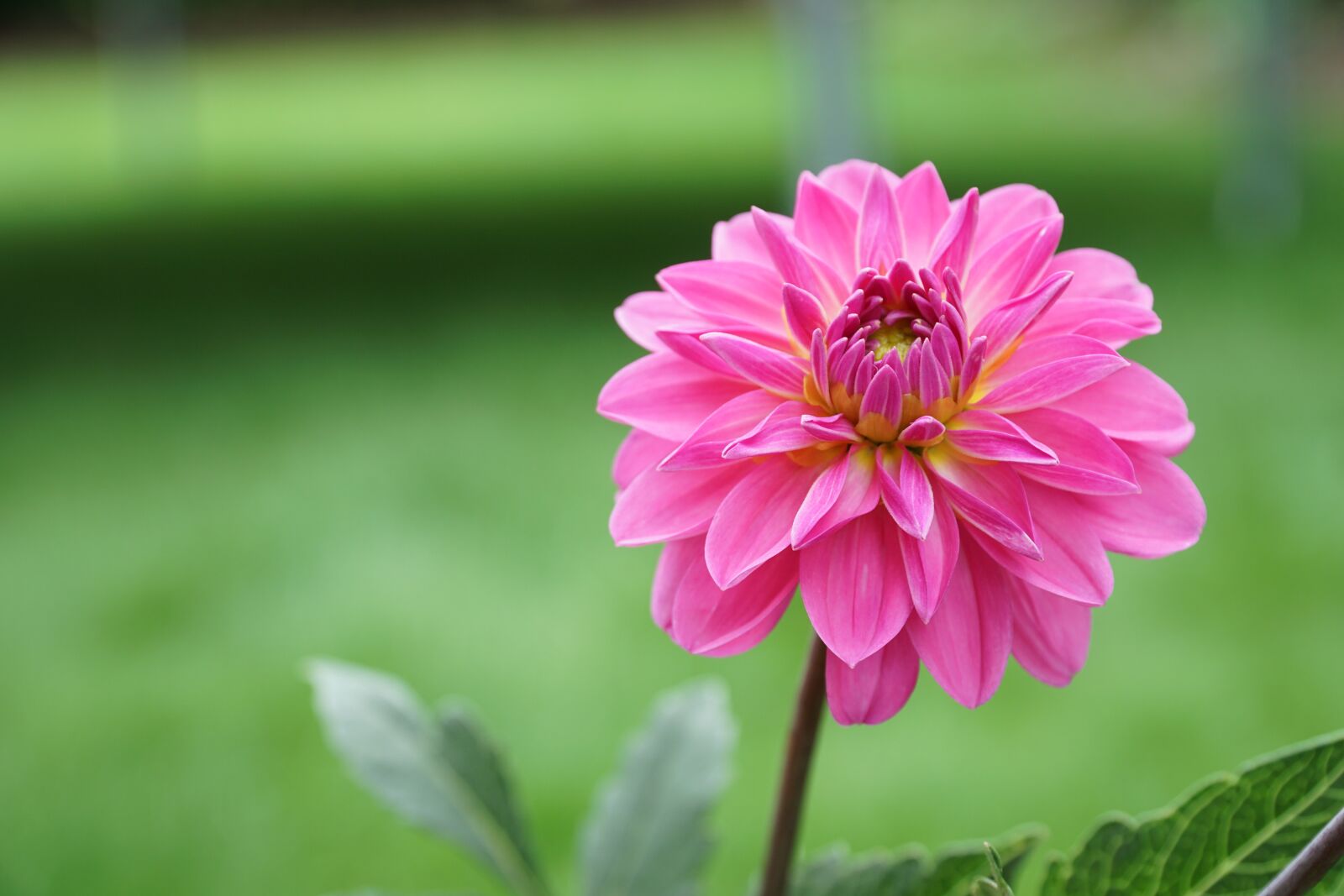 Sony a6000 + Sony E PZ 18-105mm F4 G OSS sample photo. Flower, plant, flora photography