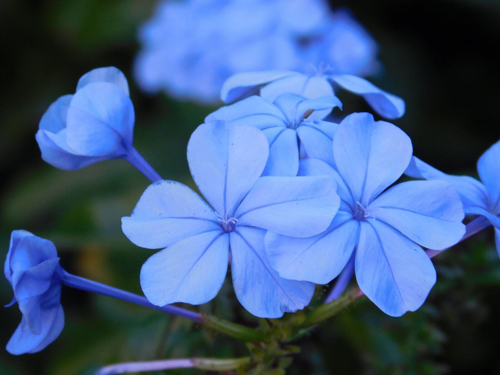 Nikon Coolpix L840 sample photo. Flowers, nature, flower photography