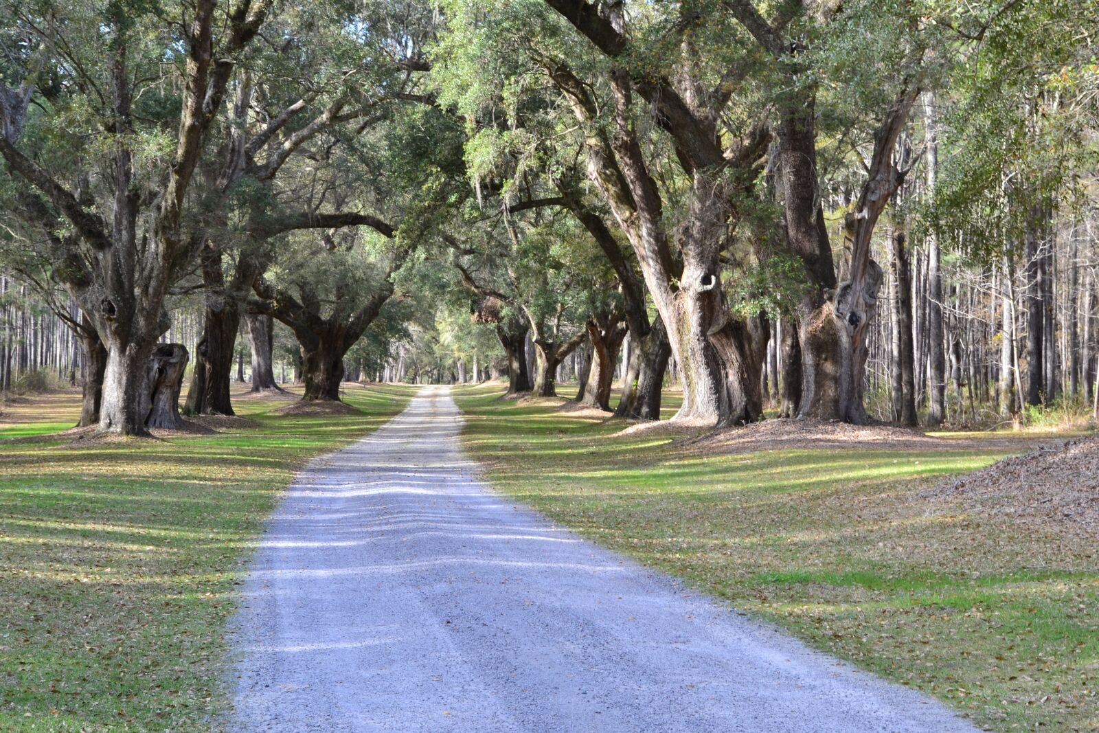 Nikon D3100 sample photo. Oak trees, plantation, carolina photography