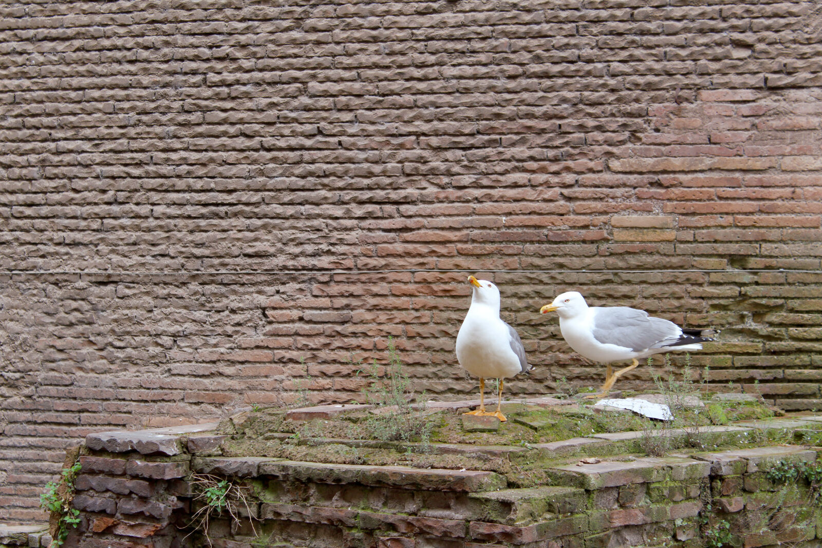 Canon EOS 1300D (EOS Rebel T6 / EOS Kiss X80) sample photo. Background, bird, brick, seagull photography