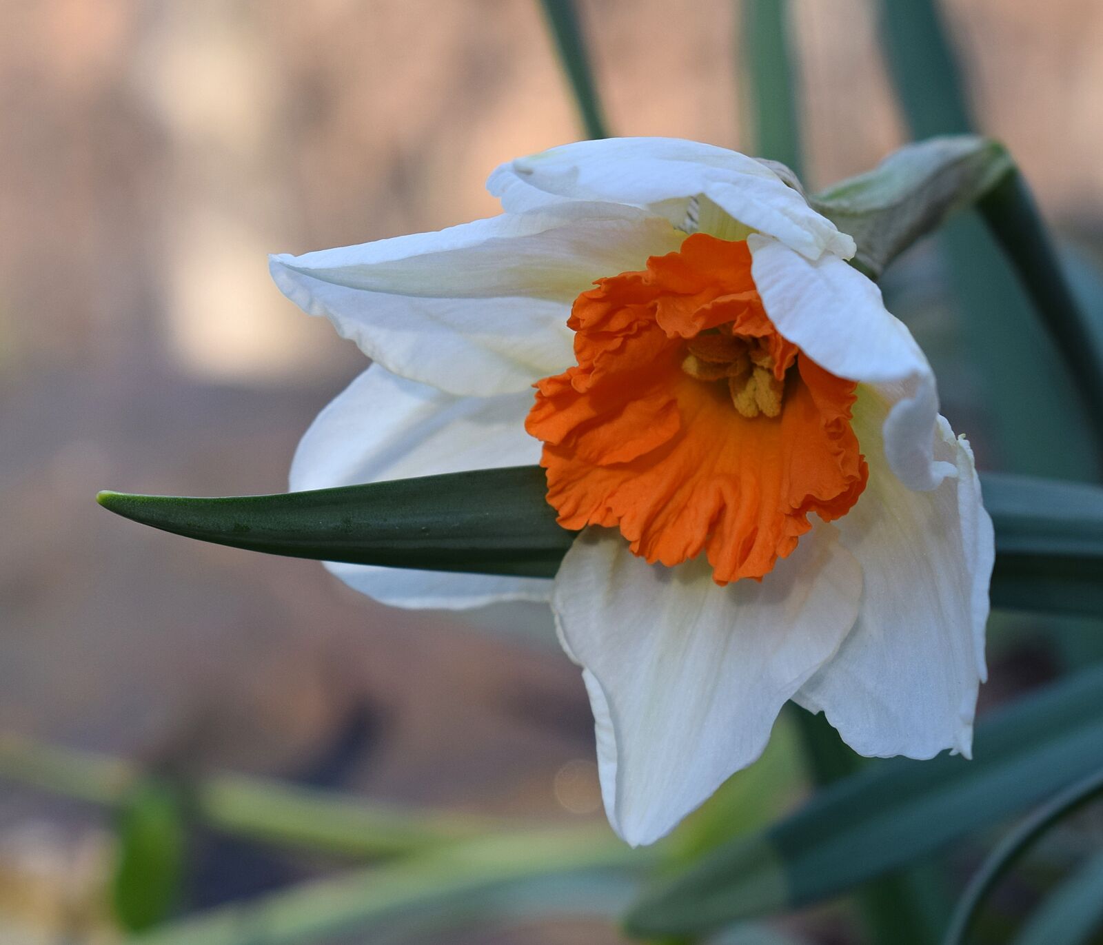 Nikon D3300 sample photo. Narcissus, daffodil, flower photography