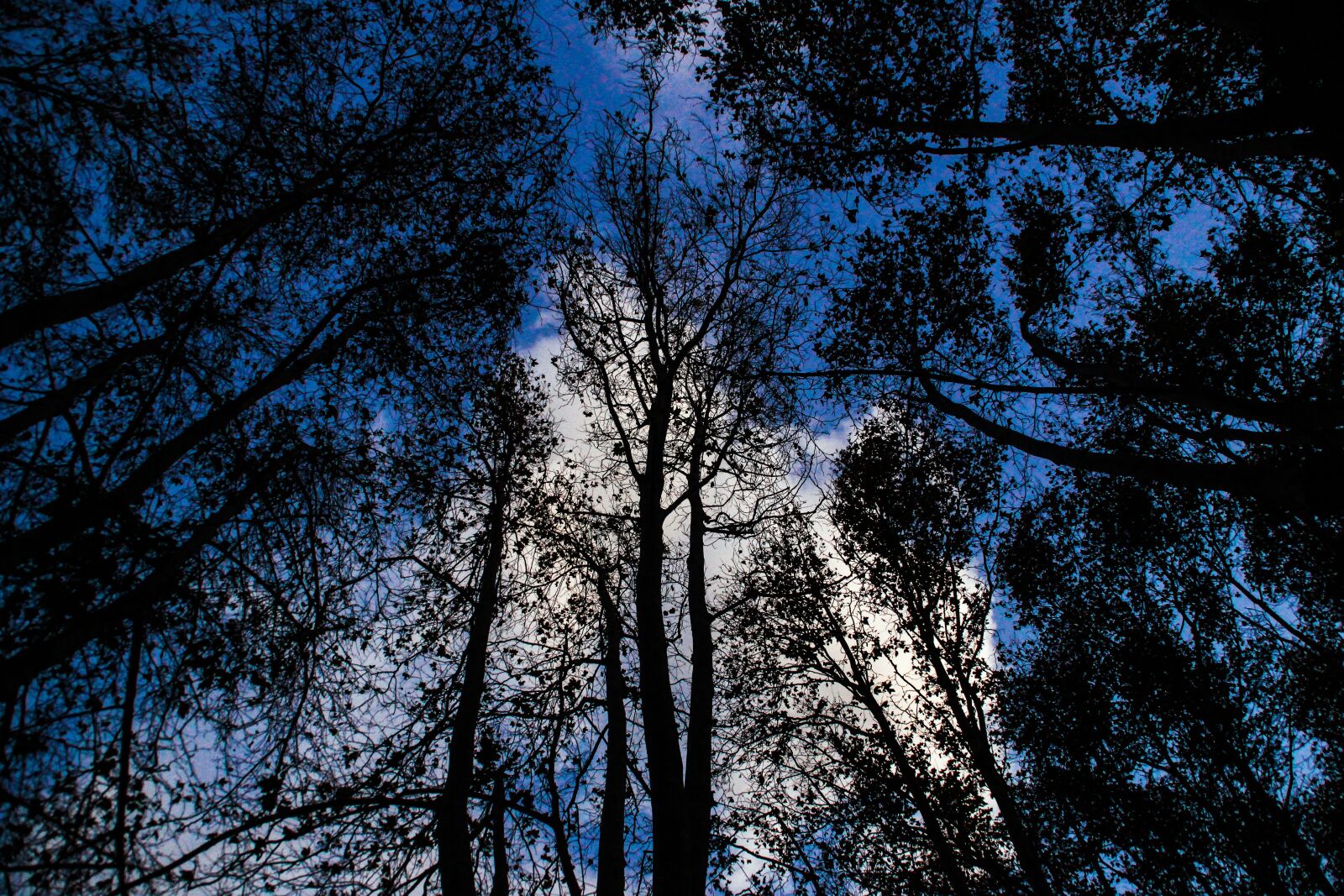 Canon EOS 600D (Rebel EOS T3i / EOS Kiss X5) sample photo. Forest, tree, night photography