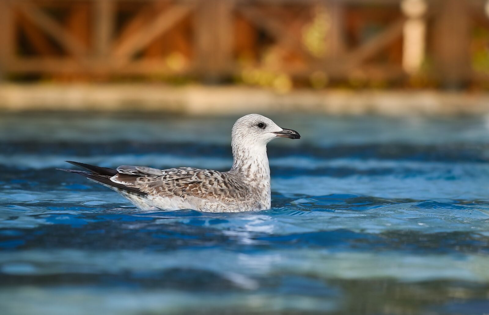 Nikon D810 sample photo. Seagull, bird, animal photography
