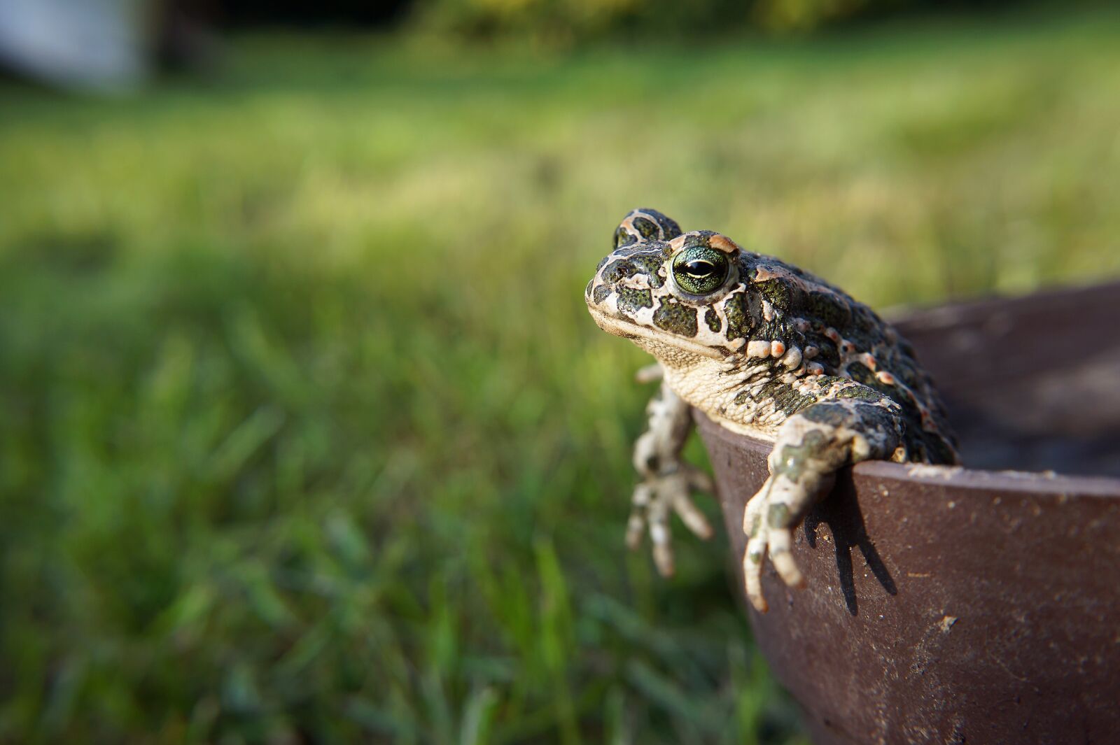 Sony E 20mm F2.8 sample photo. Animal, frog, toad photography