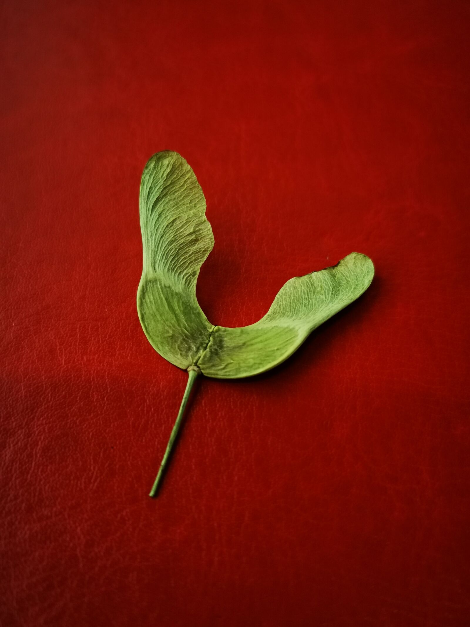 HUAWEI P30 sample photo. Plant, seeds, bookmark photography