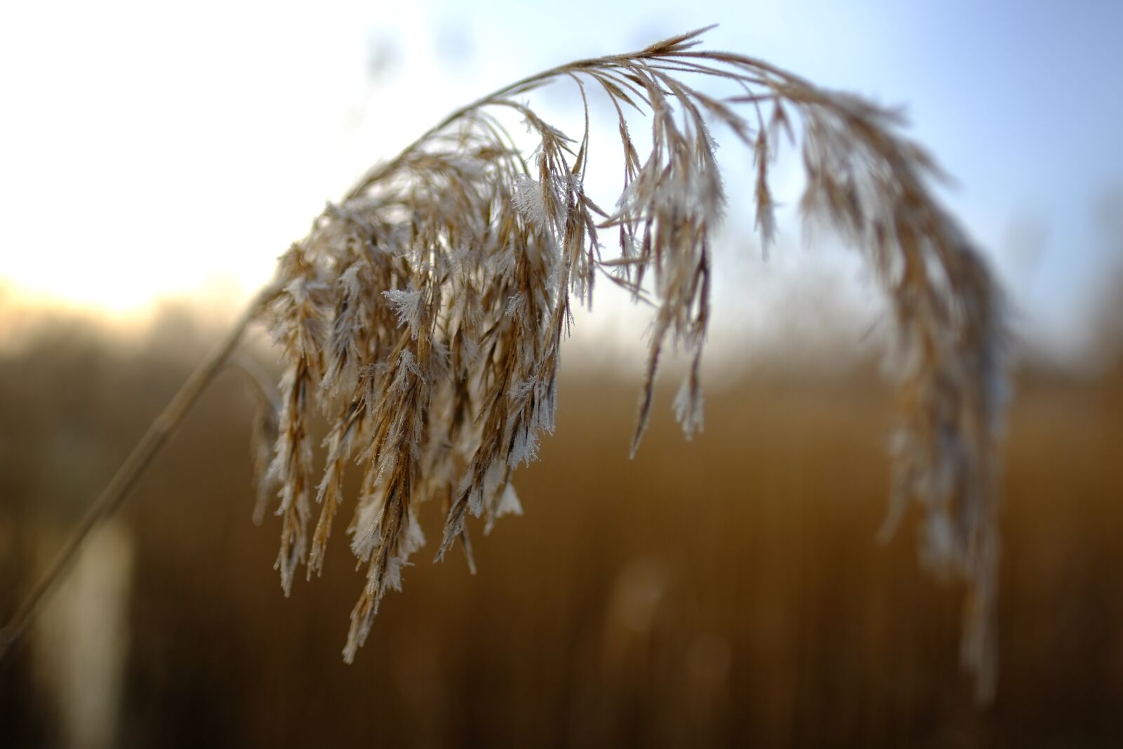 Fujifilm X-Pro1 + Fujifilm XF 16mm F1.4 R WR sample photo. Winter, frost, winter landscape photography