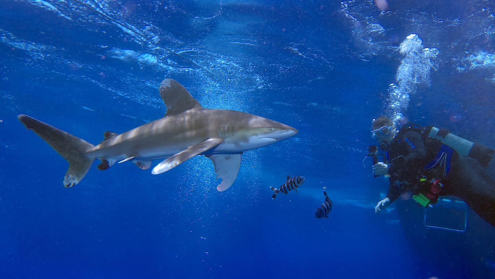 Olympus PEN E-PL2 sample photo. Shark, long fin, diving photography