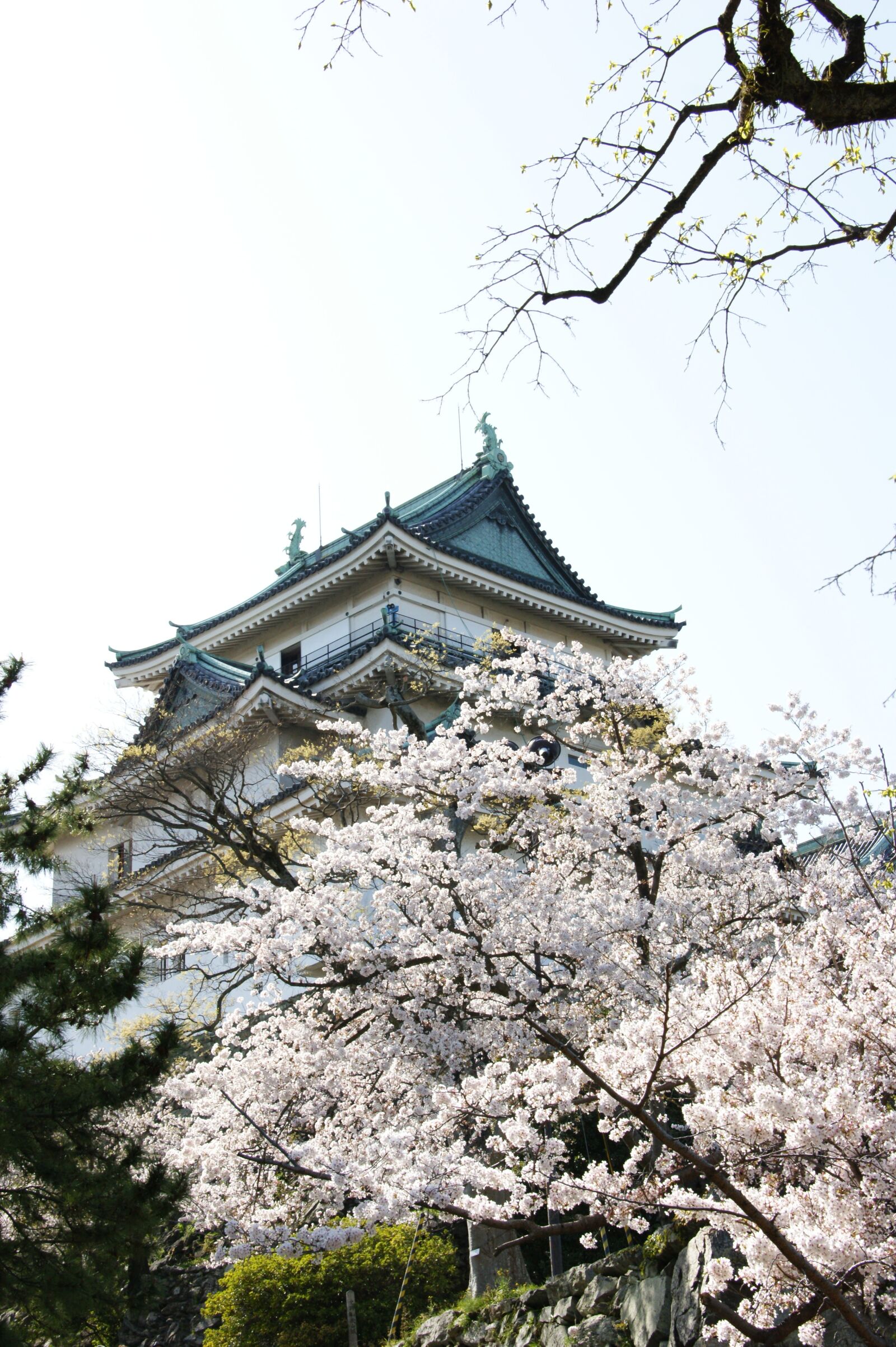 Sony Alpha DSLR-A350 sample photo. Cherry blossoms, japan, city photography