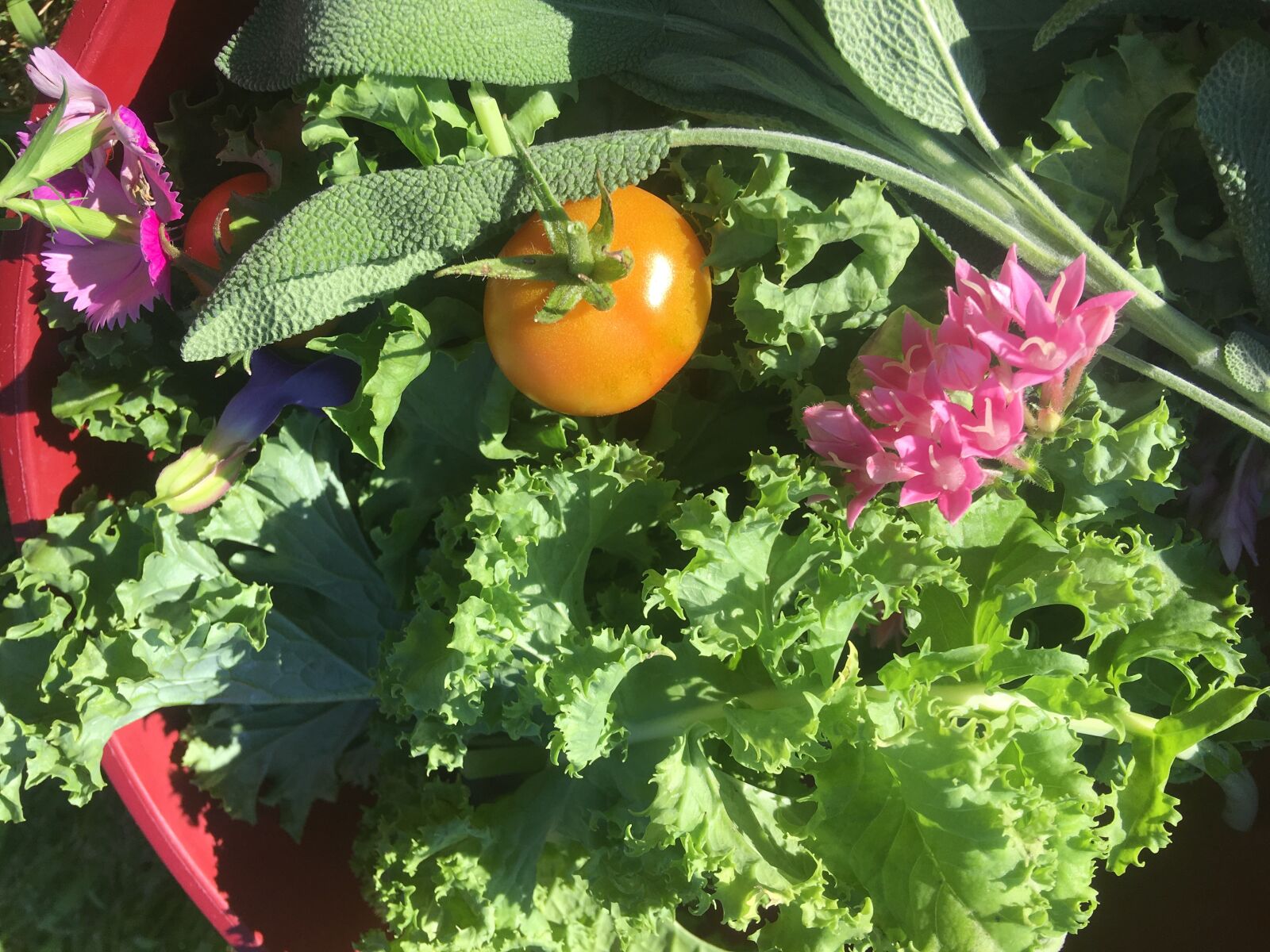 iPhone 6s Plus back camera 4.15mm f/2.2 sample photo. Kale, garden, harvest photography