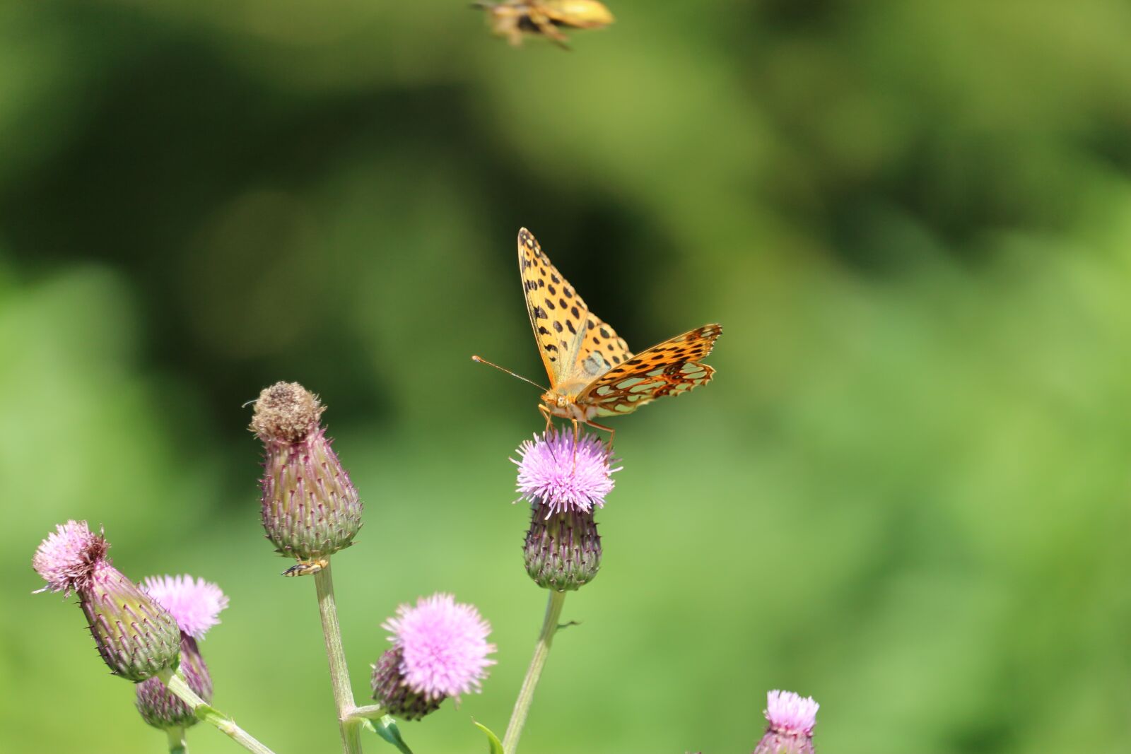 Canon EF-S 55-250mm F4-5.6 IS STM sample photo. Wing, butterfly, insect photography