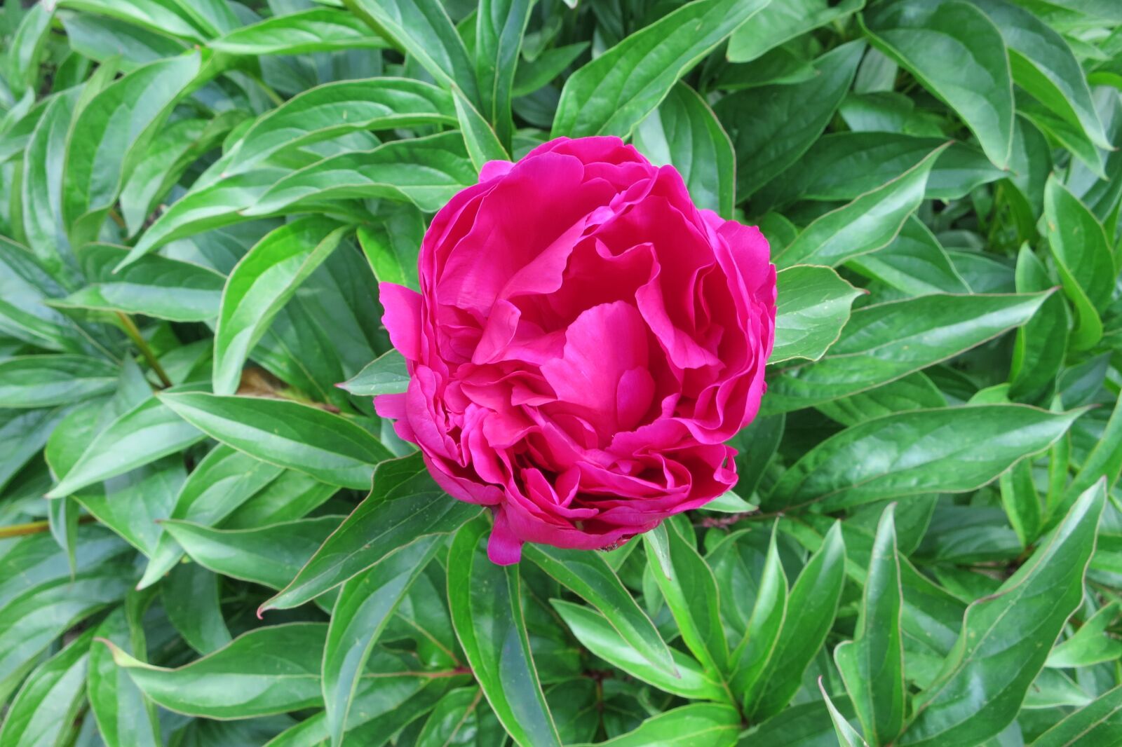 Canon PowerShot S100 sample photo. Pink peony, red, blossom photography
