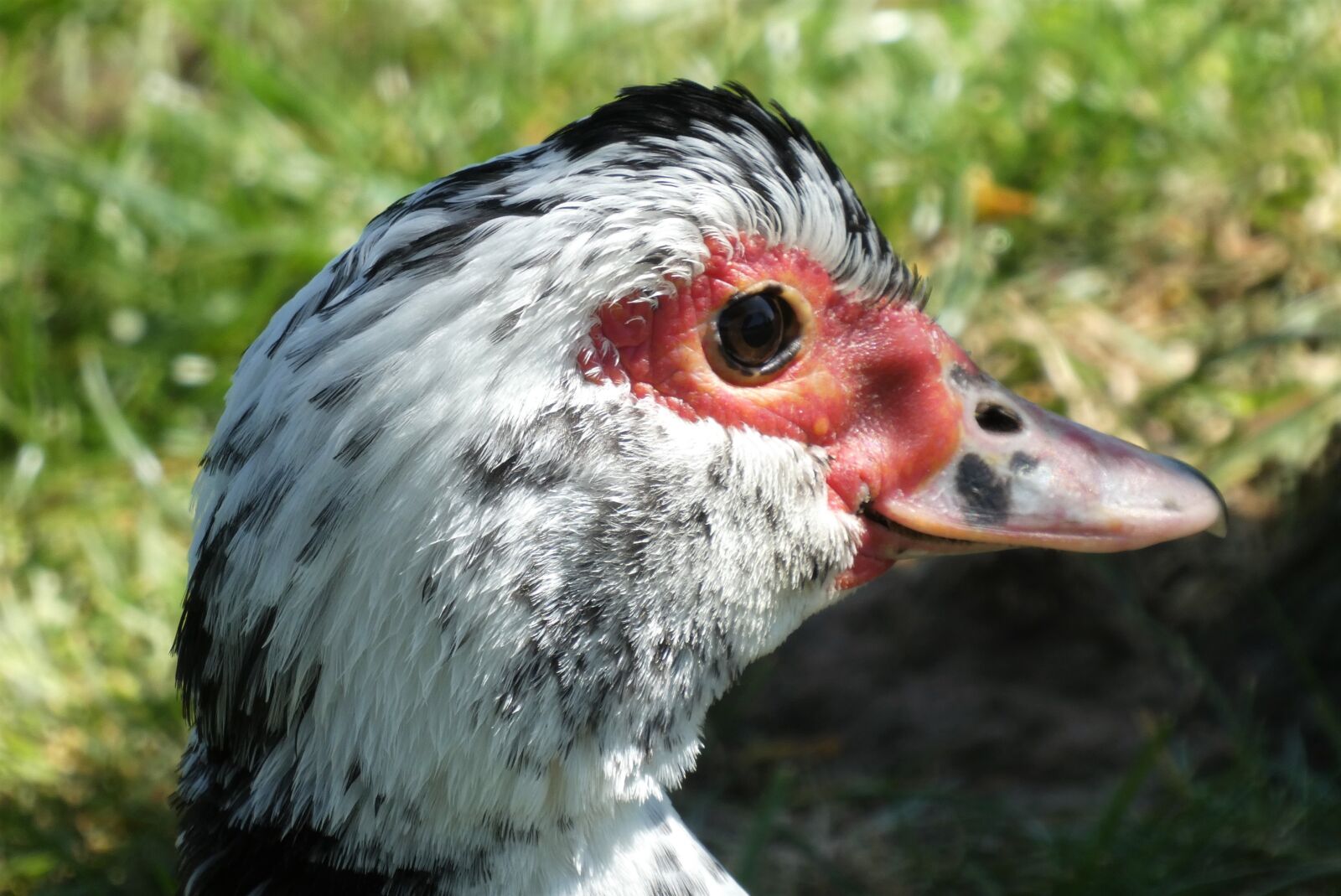 Panasonic Lumix DC-ZS70 (Lumix DC-TZ90) sample photo. Muscovy duck, muskuseend, head photography