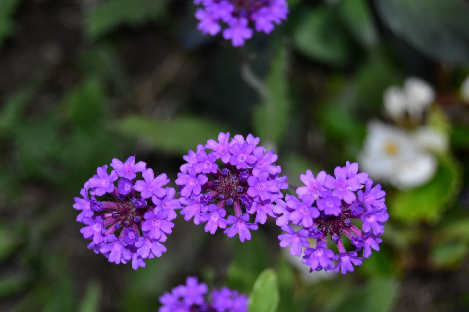 Nikon D5600 sample photo. Verbena, balcony plant, bloom photography
