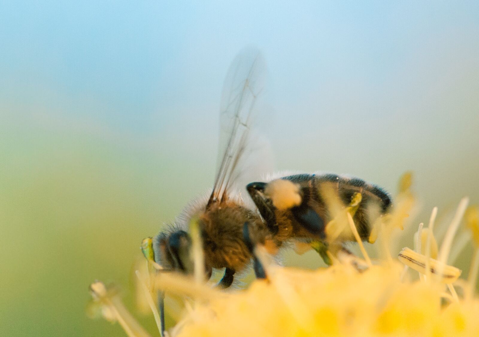 Nikon D80 sample photo. Bee, insect, macro photography