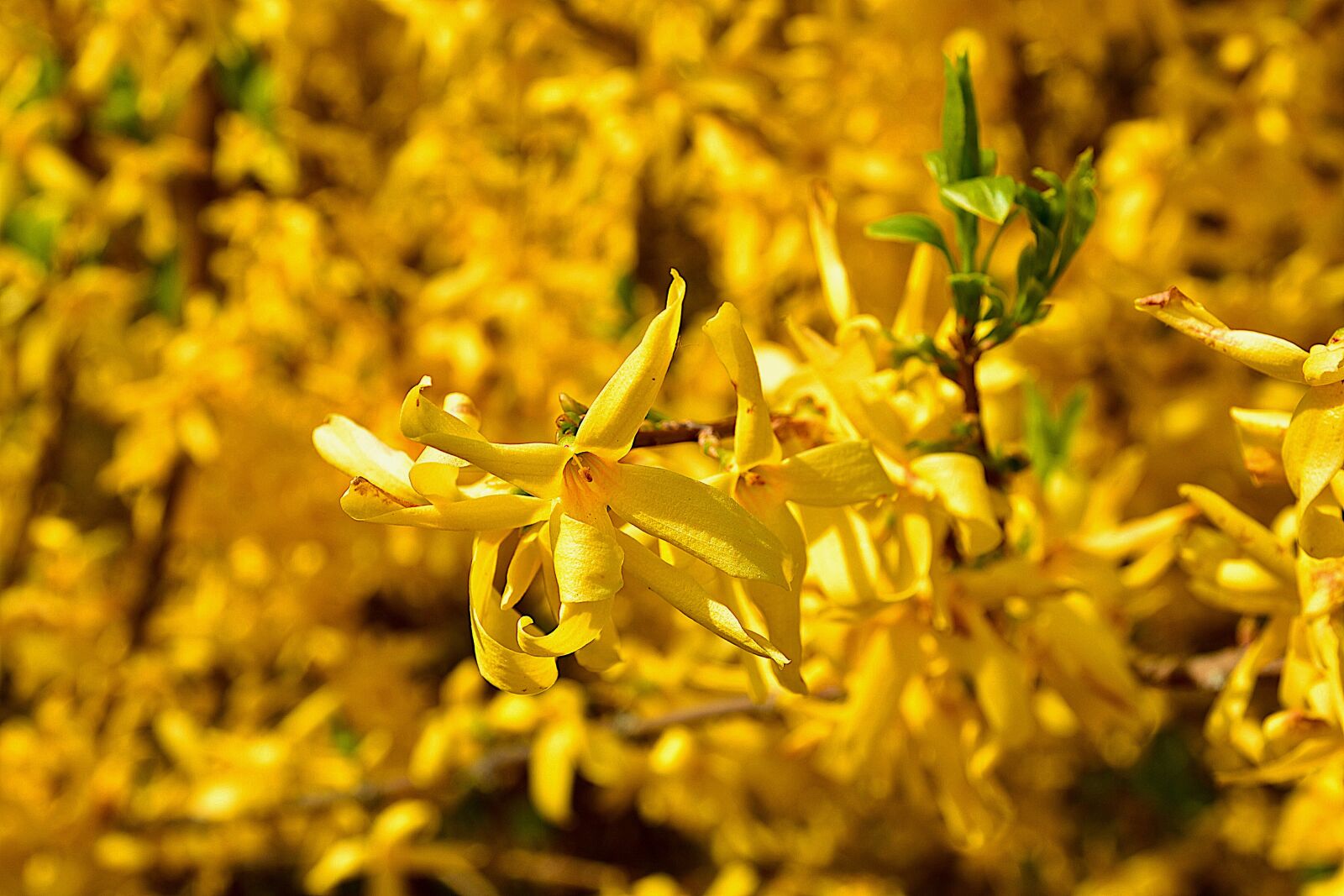 Nikon D7200 sample photo. Spring, ornamental shrub, forsythia photography