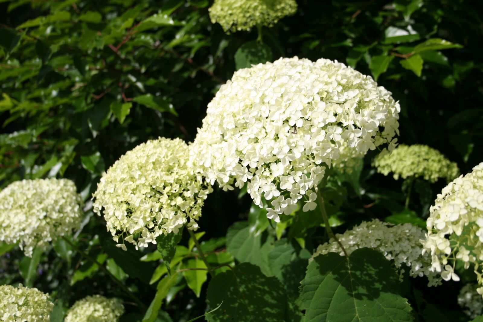 Canon EOS 350D (EOS Digital Rebel XT / EOS Kiss Digital N) sample photo. Hydrangeas, plant, blossom photography