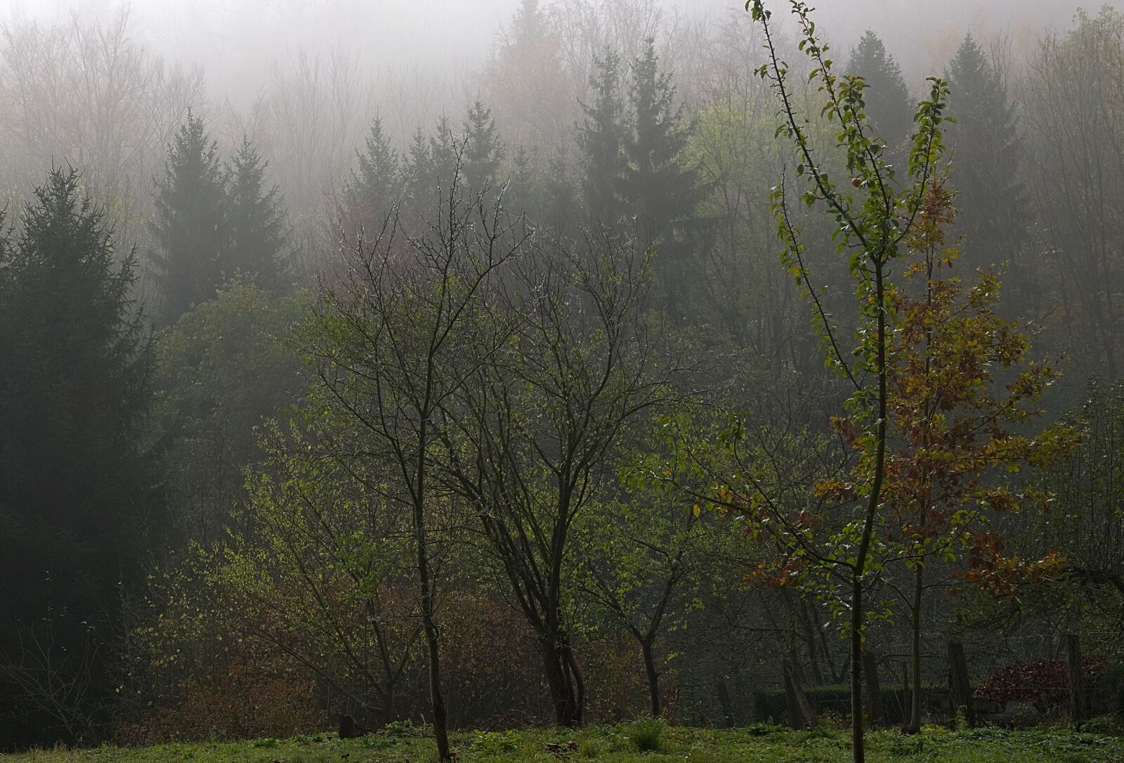 Nikon D3300 sample photo. Autumn, fog, spider webs photography